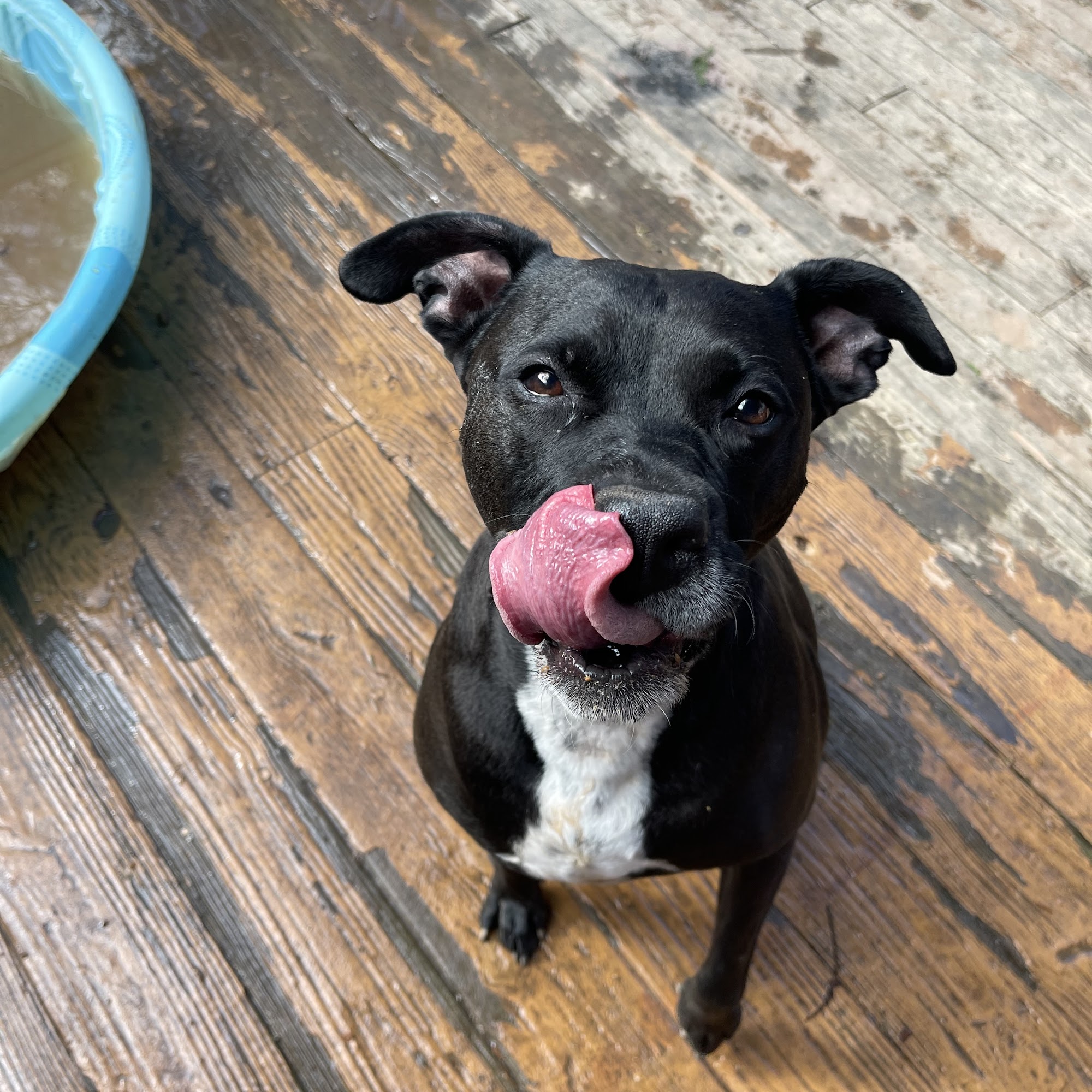 Petcare by Caroline Raleigh