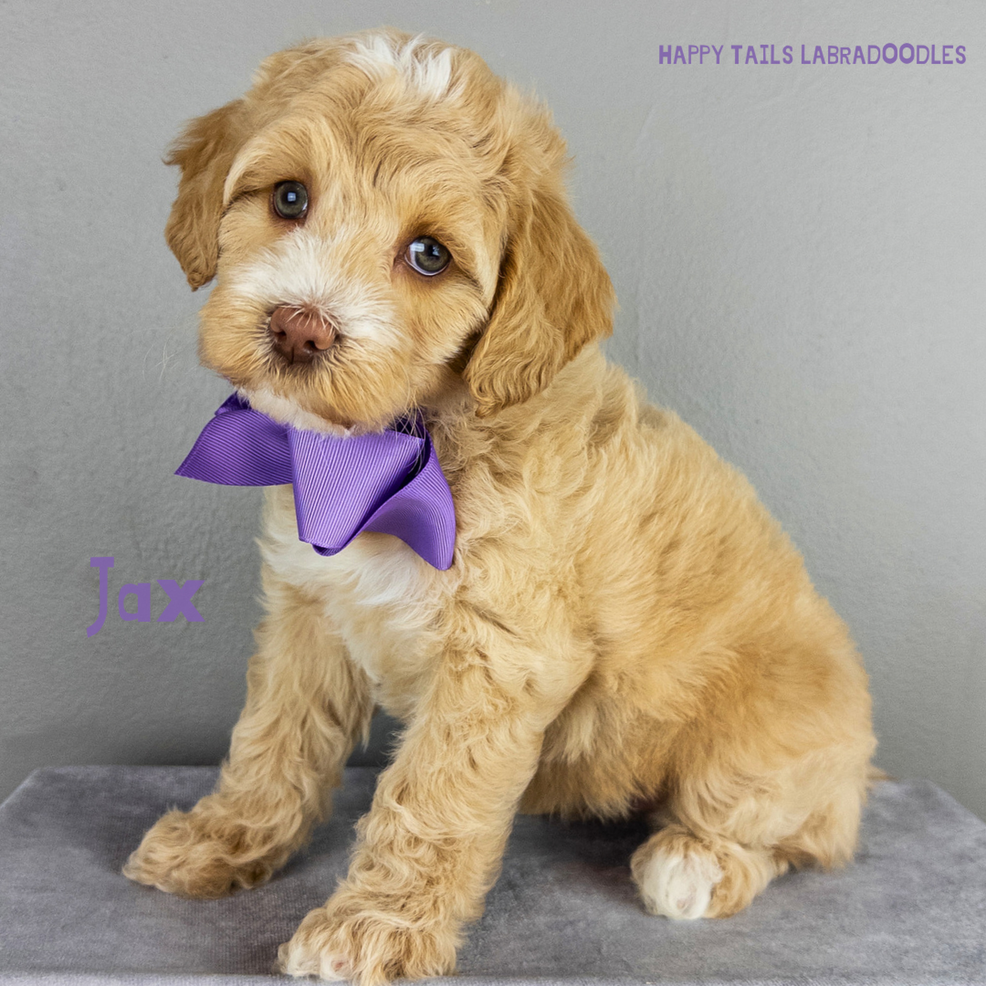 Happy Tails Labradoodles Raleigh