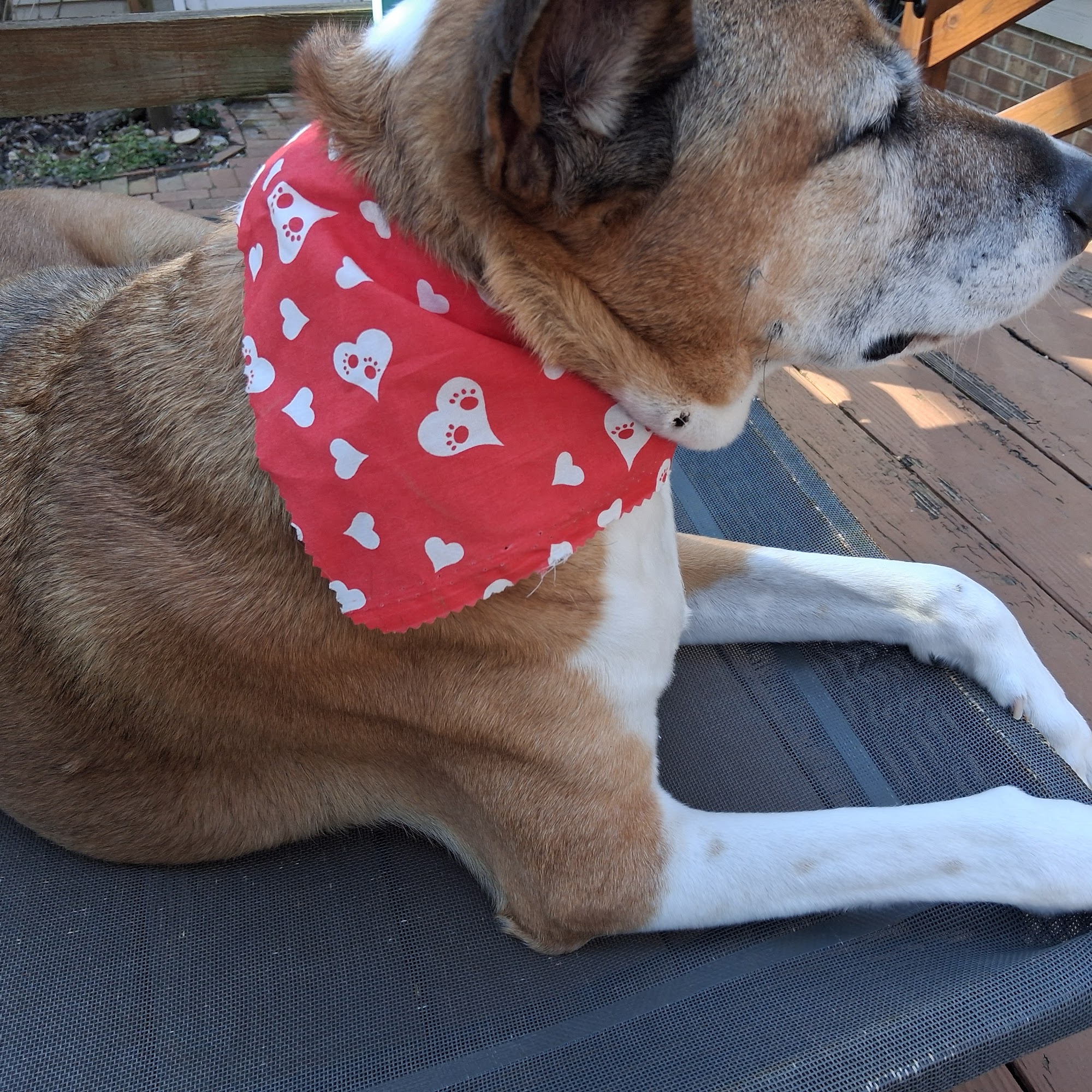 Woof Gang Bakery & Grooming Garner Raleigh