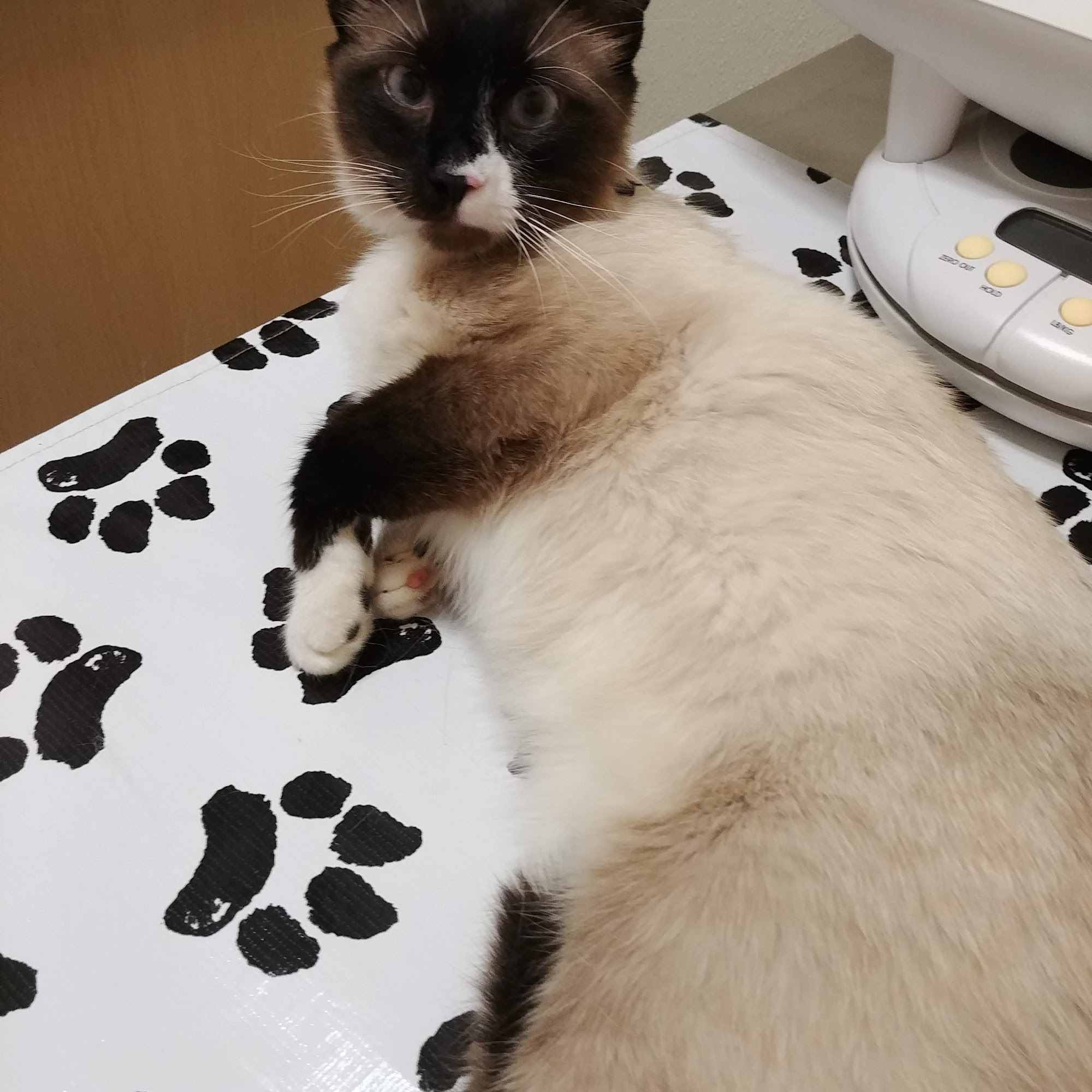 Lakeview Veterinary Hospital Randleman