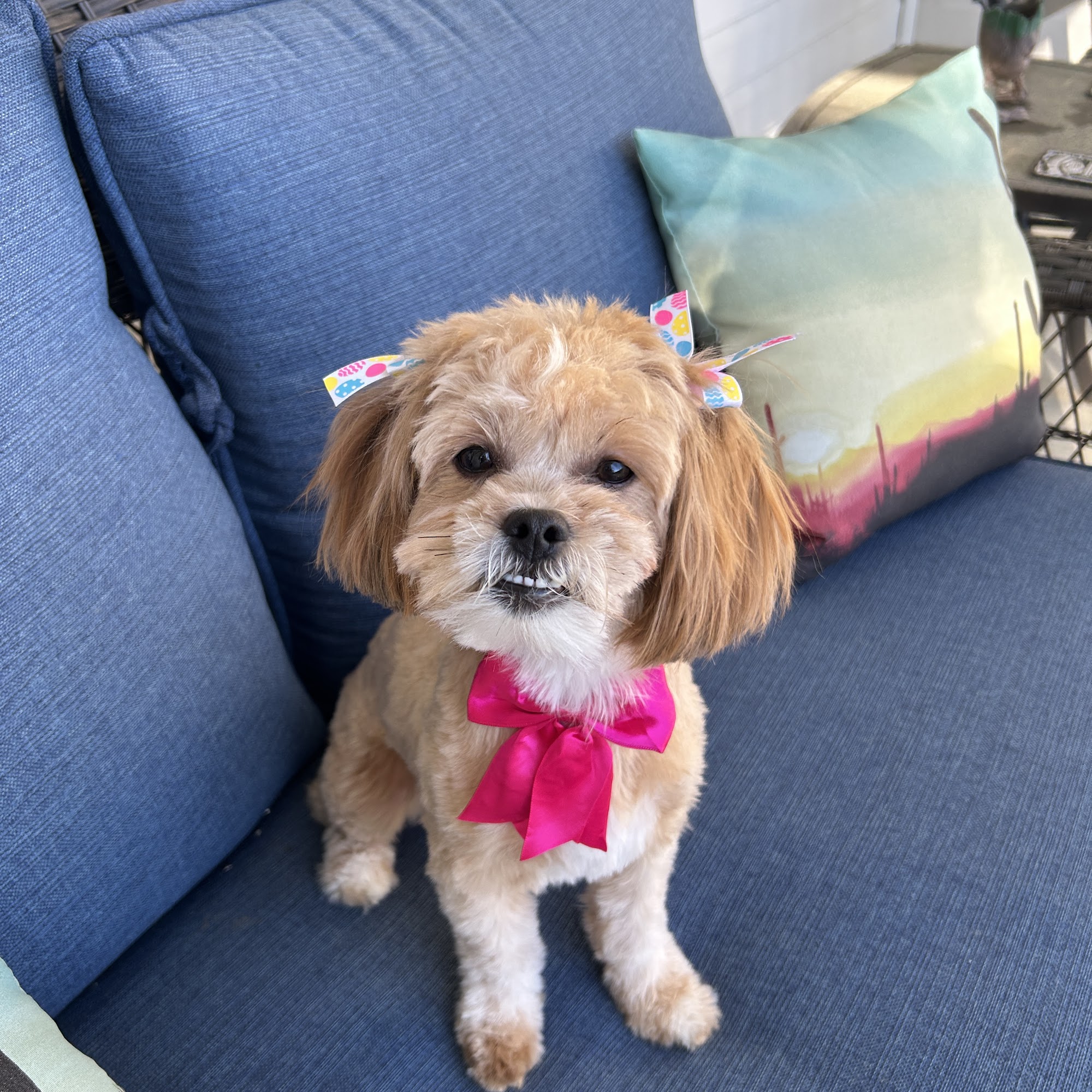 Pink Poodle Bathing & Grooming Randleman