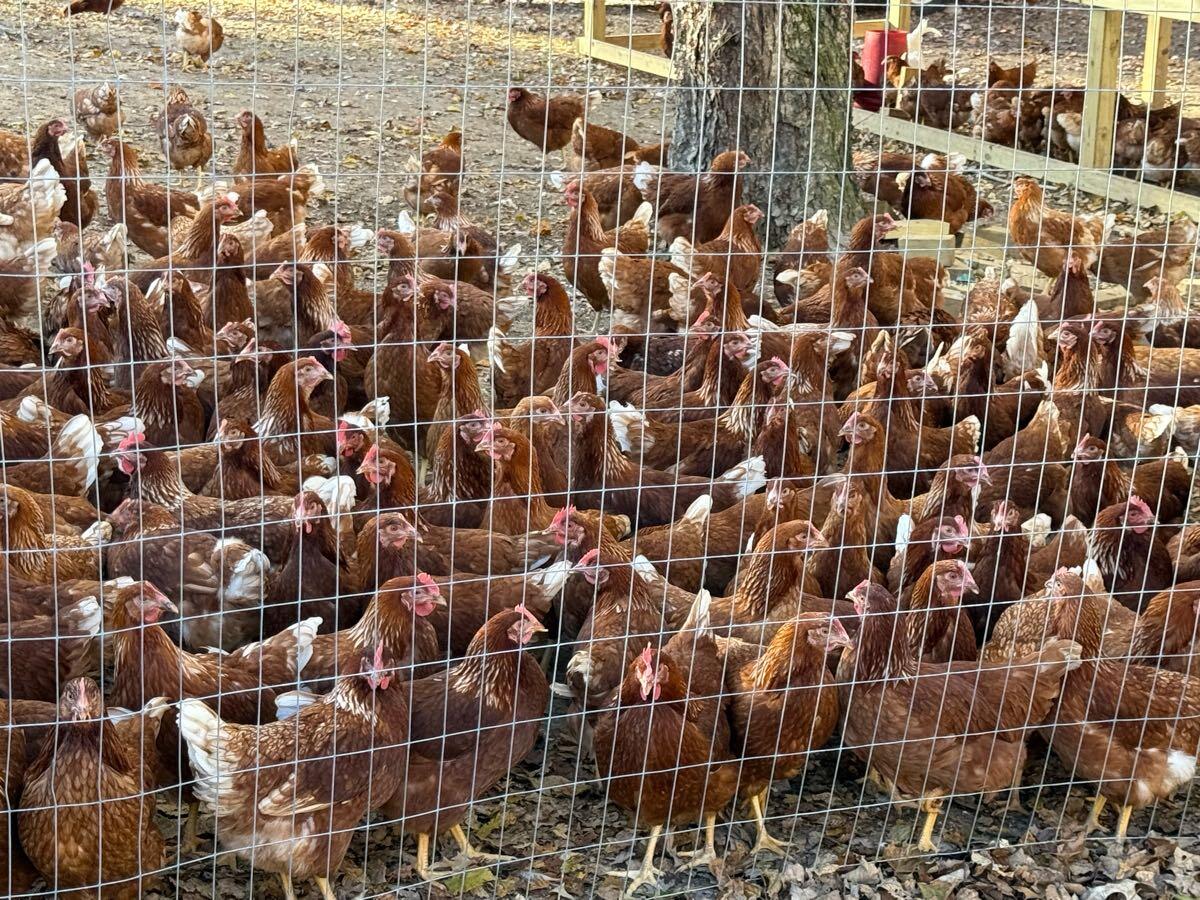 Chicken Partner/Carolina Chickens