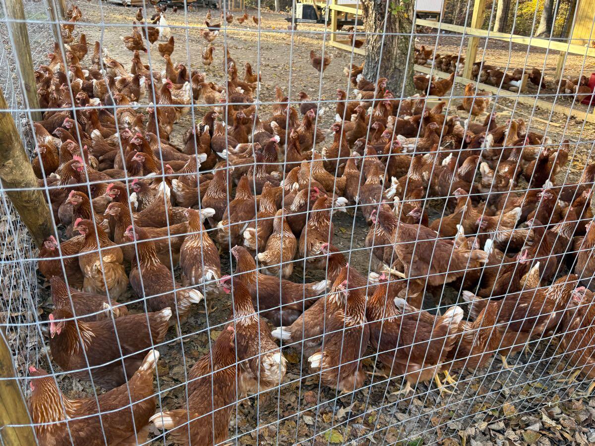 Chicken Partner/Carolina Chickens 743 Fox Hollow Ln, Randleman