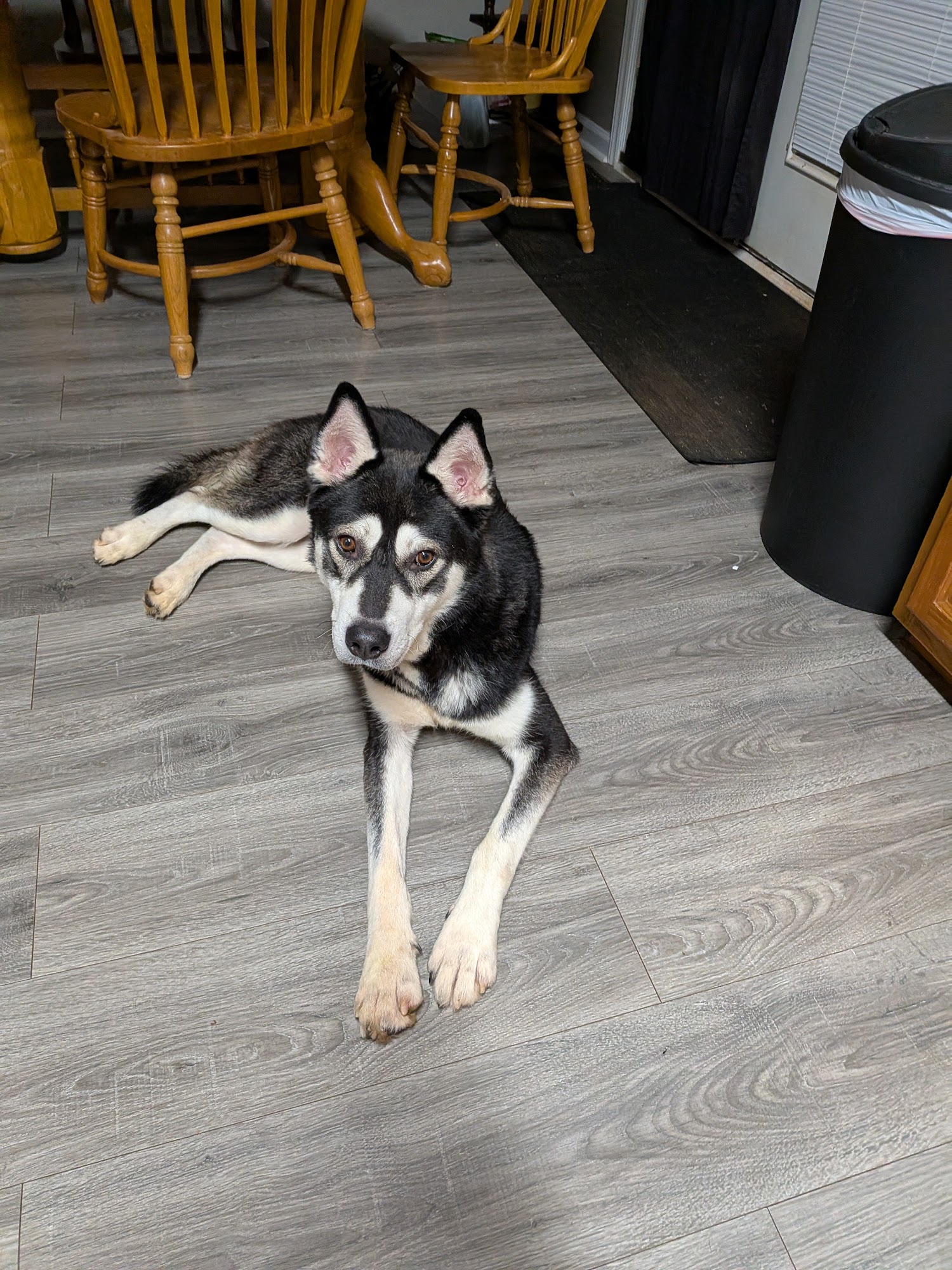 Randolph County, NC - Animal Services Randleman