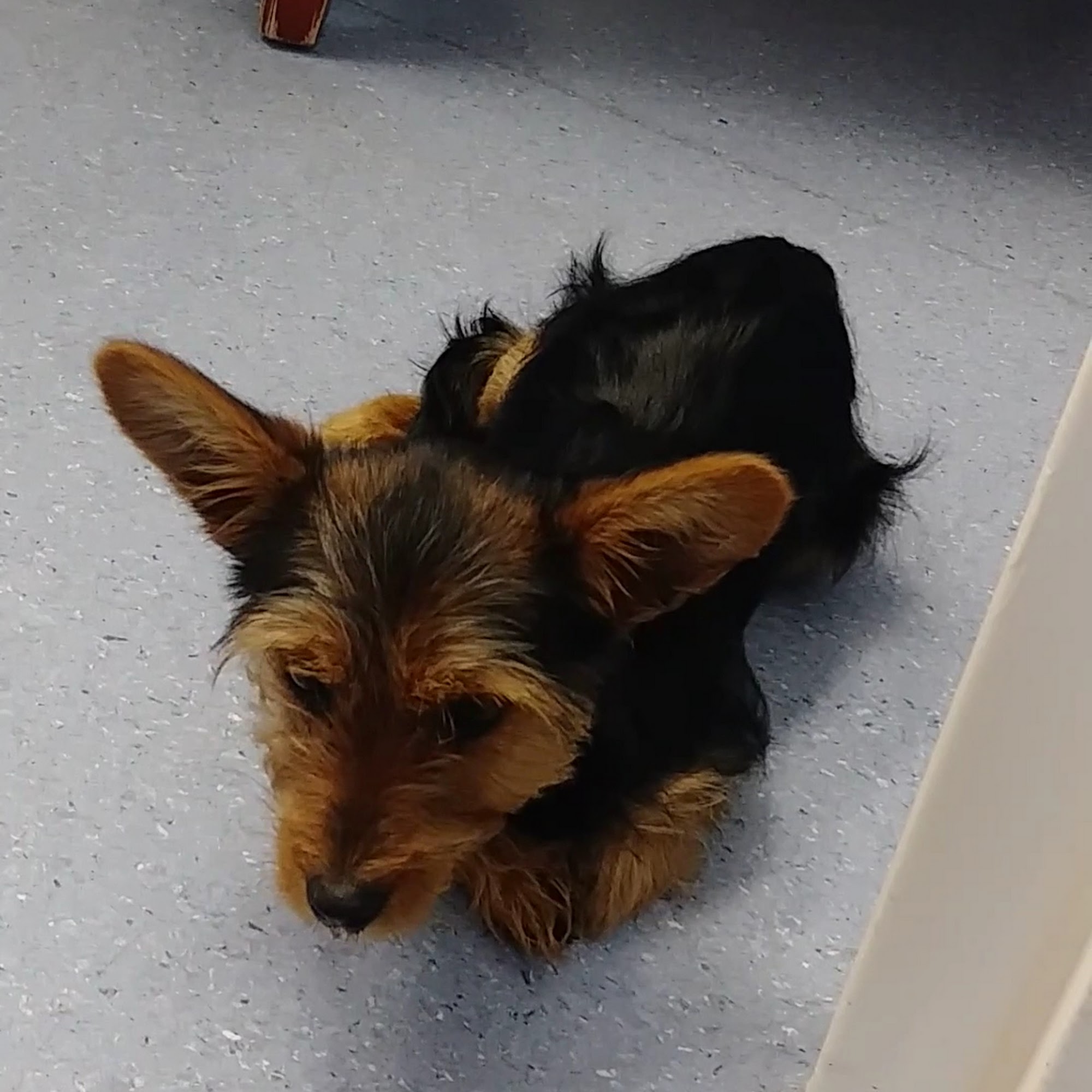 Reidsville Veterinary Hospital, Inc. Reidsville