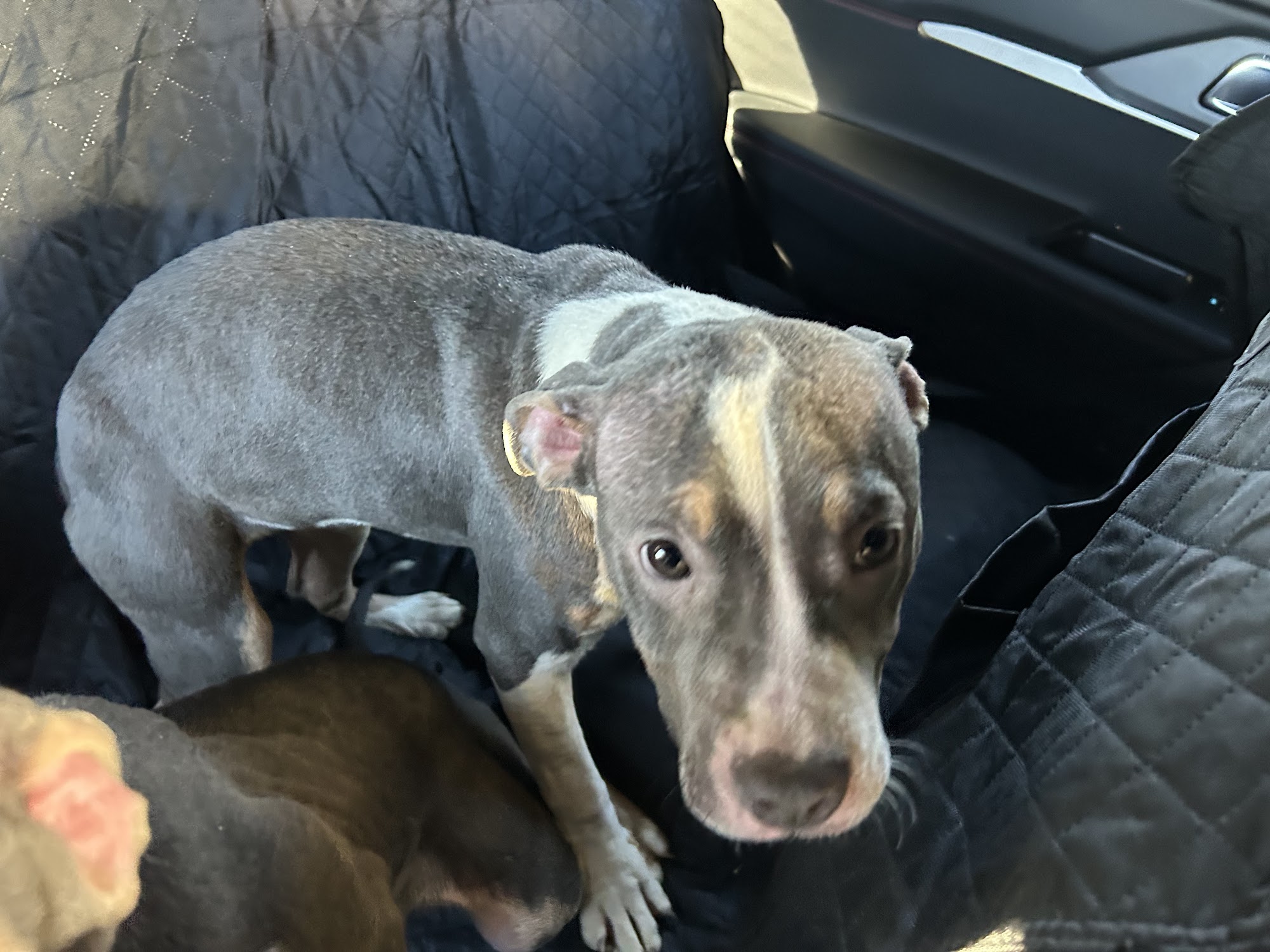 Rockingham County Animal Shelters Reidsville