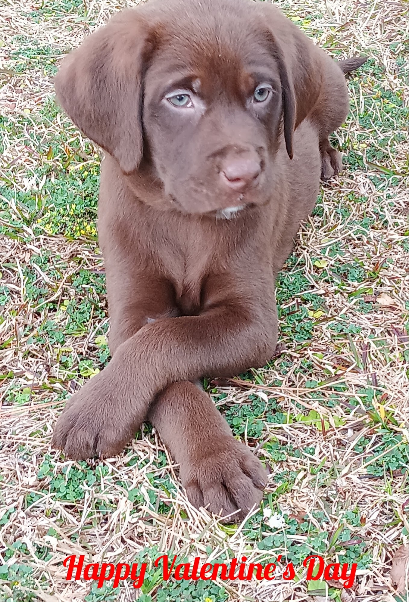 River Ridge Kennels Richlands