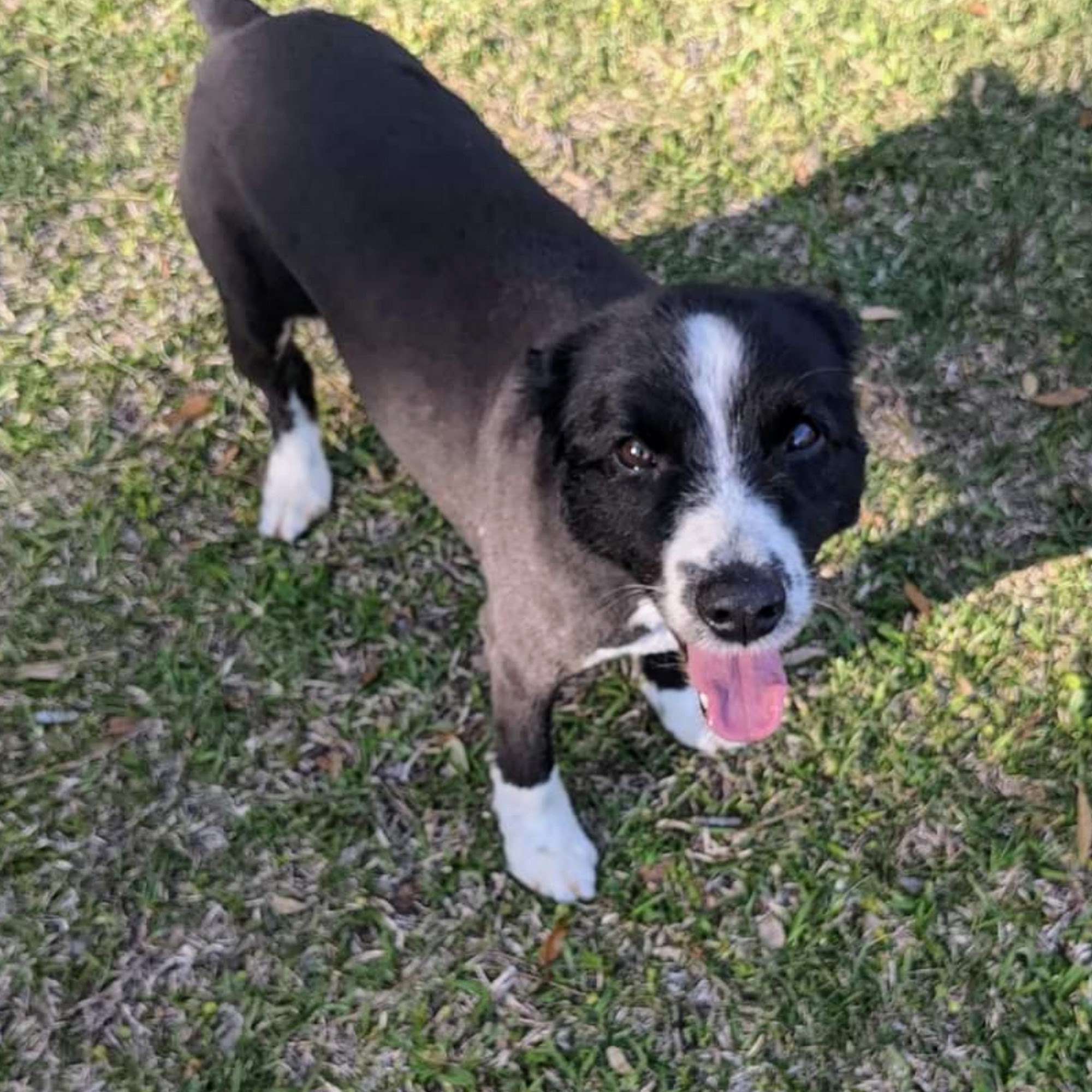 Sudzy Mutt Pet Spa Richlands NC Richlands