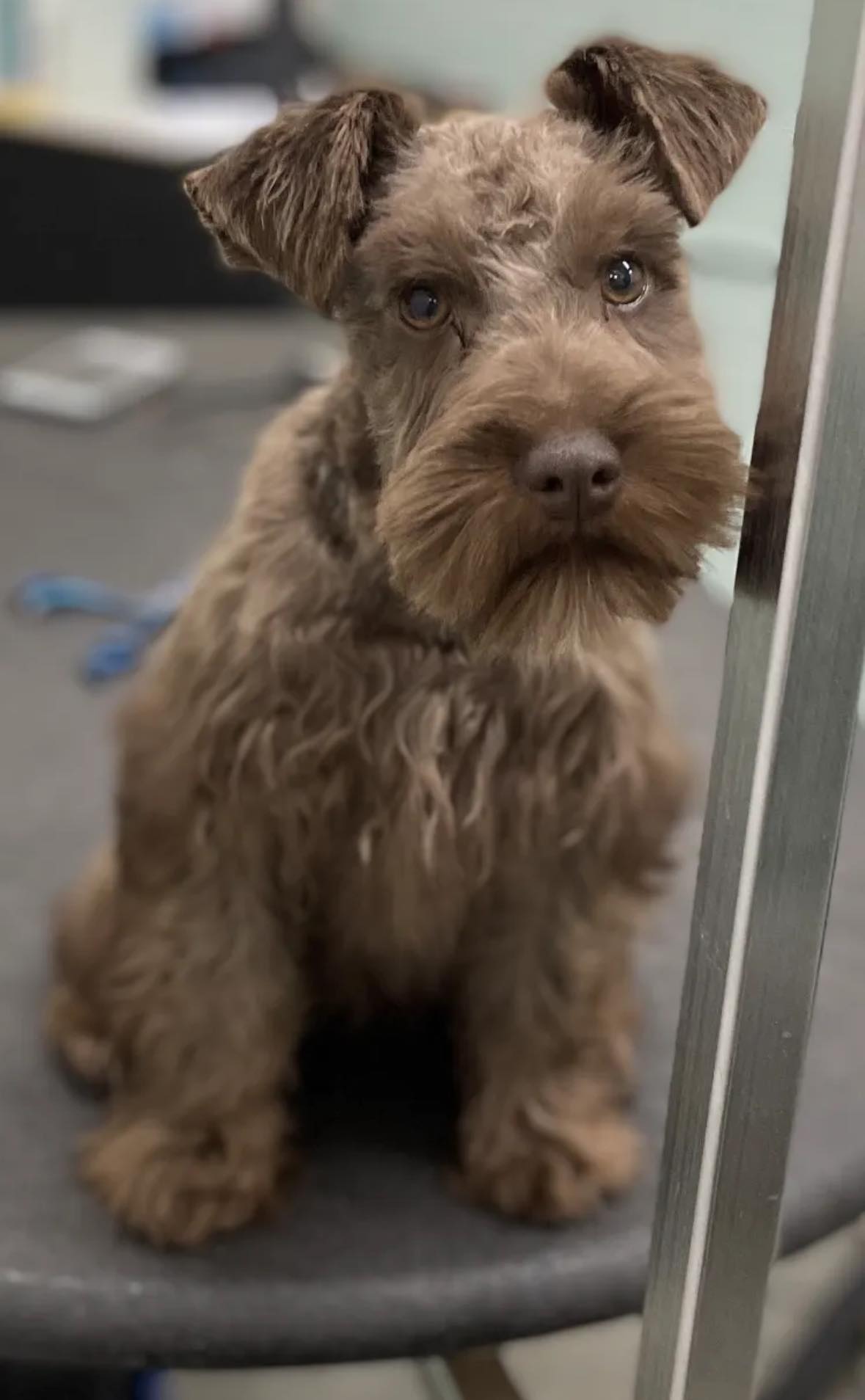 Sudzy Mutt Pet Spa Richlands NC Richlands