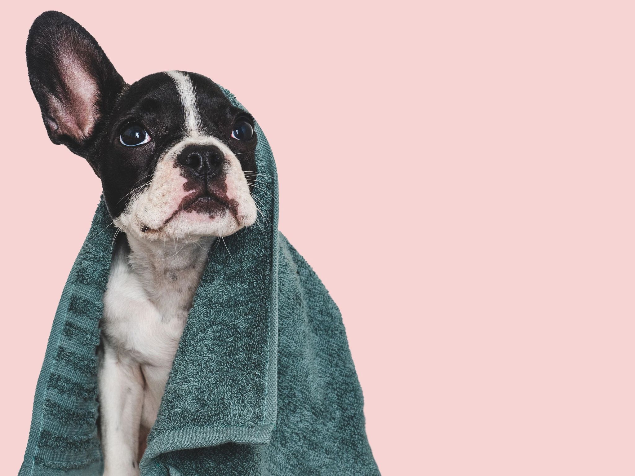 Bubbles and Bones Grooming Richlands