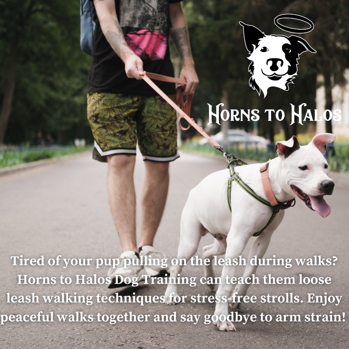 Horns to Halos Dog Training, L.L.C. Richlands