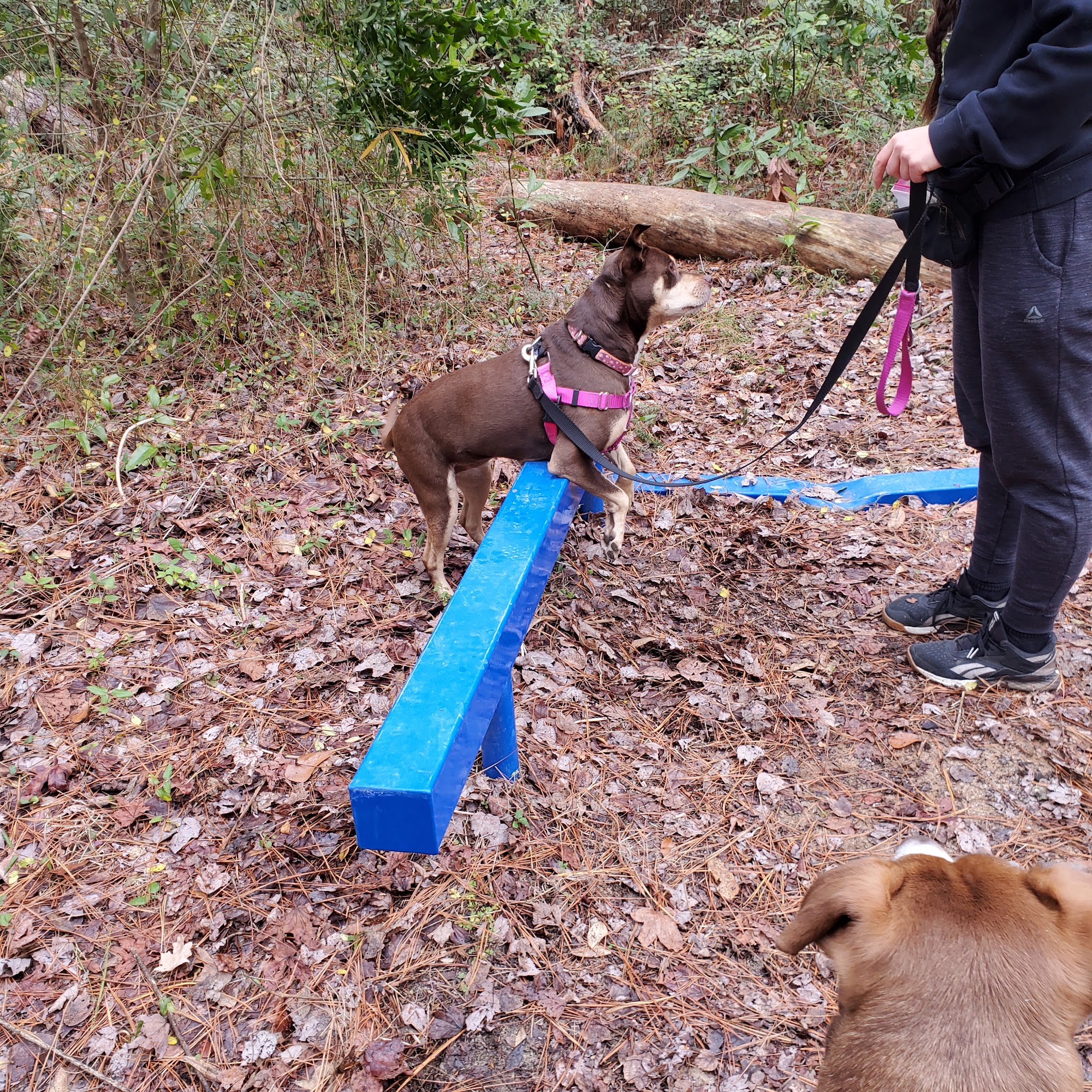 Horns to Halos Dog Training, L.L.C. Richlands