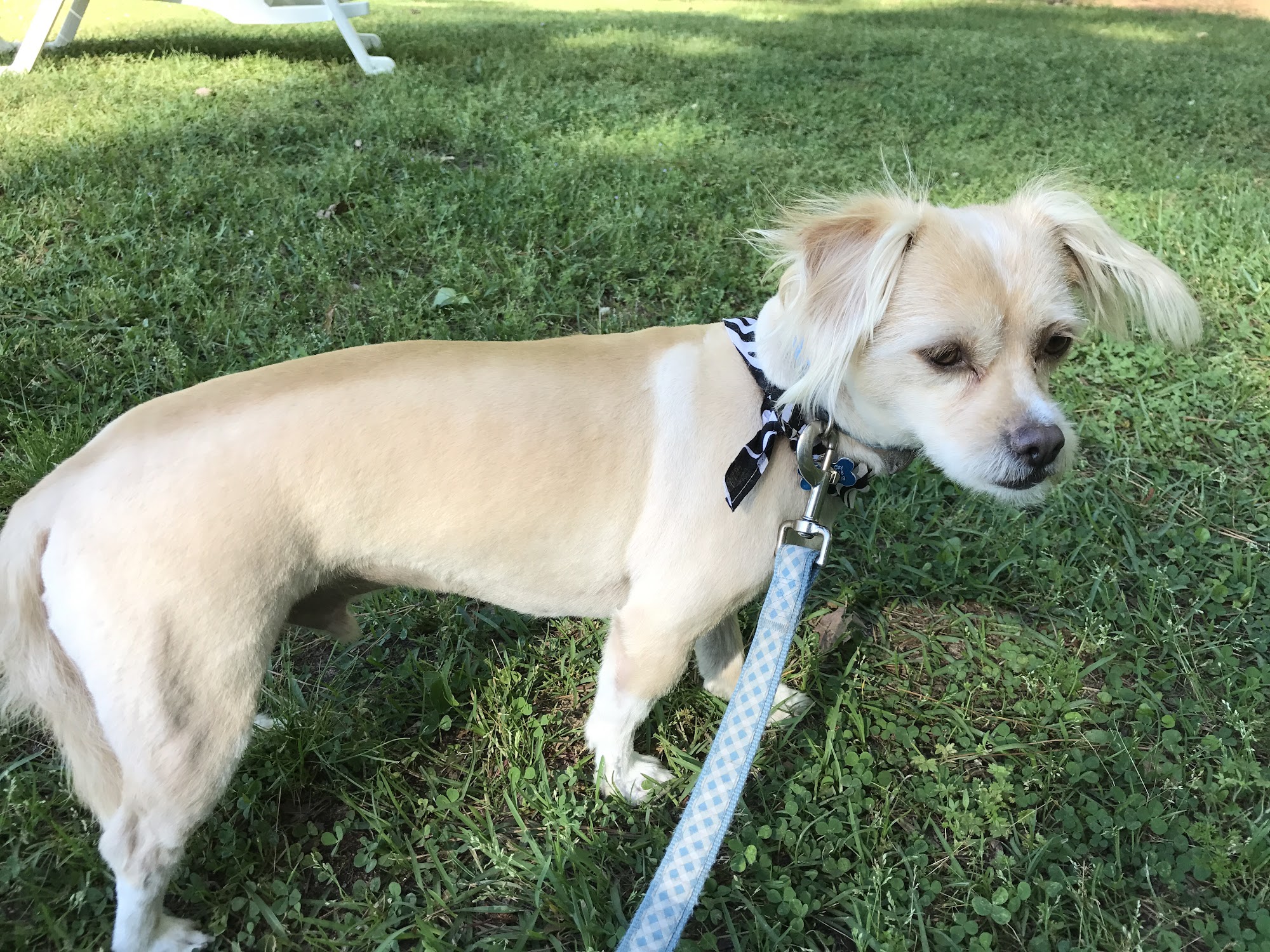 S & L Grooming LLC Roanoke Rapids