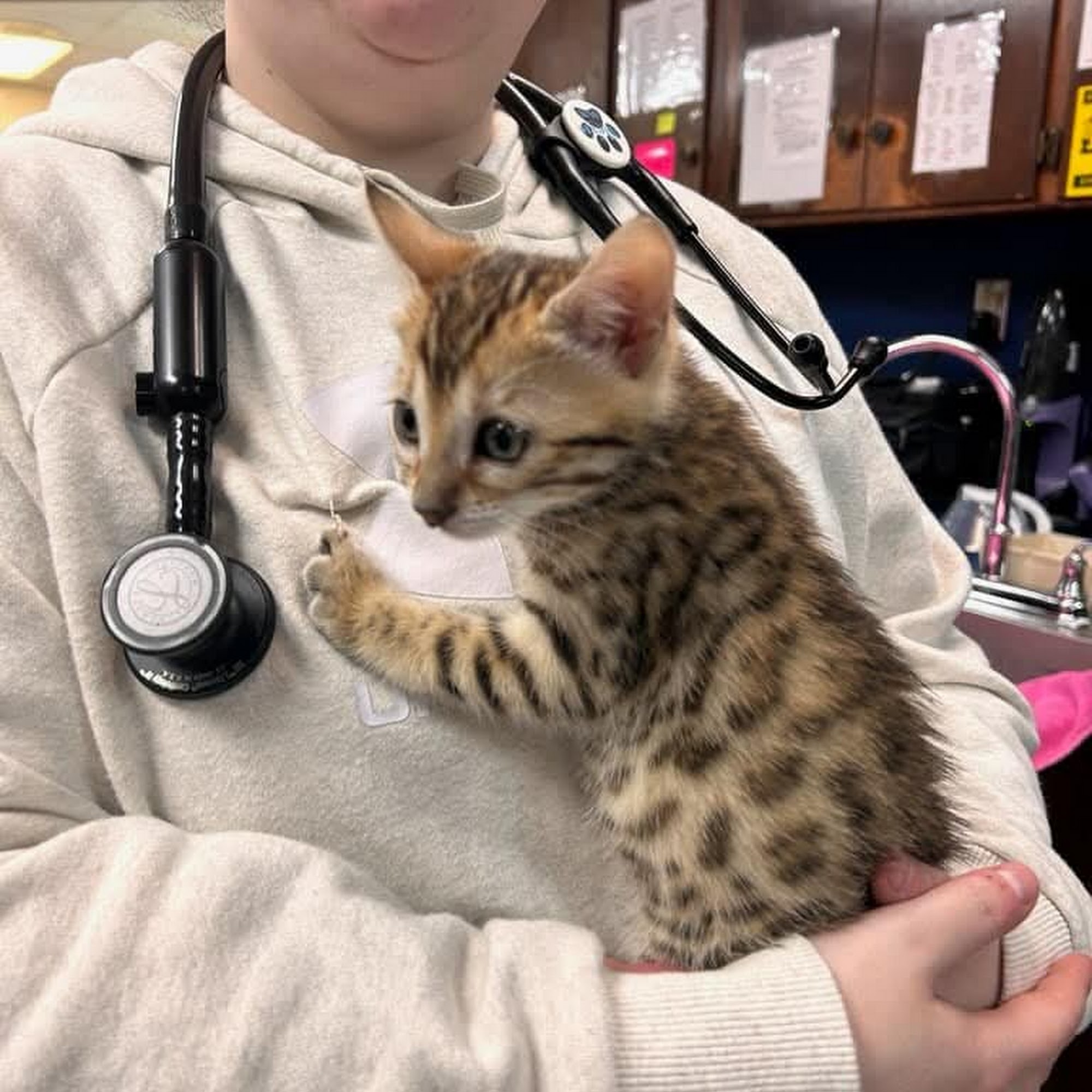 Roanoke Animal Hospital Roanoke Rapids