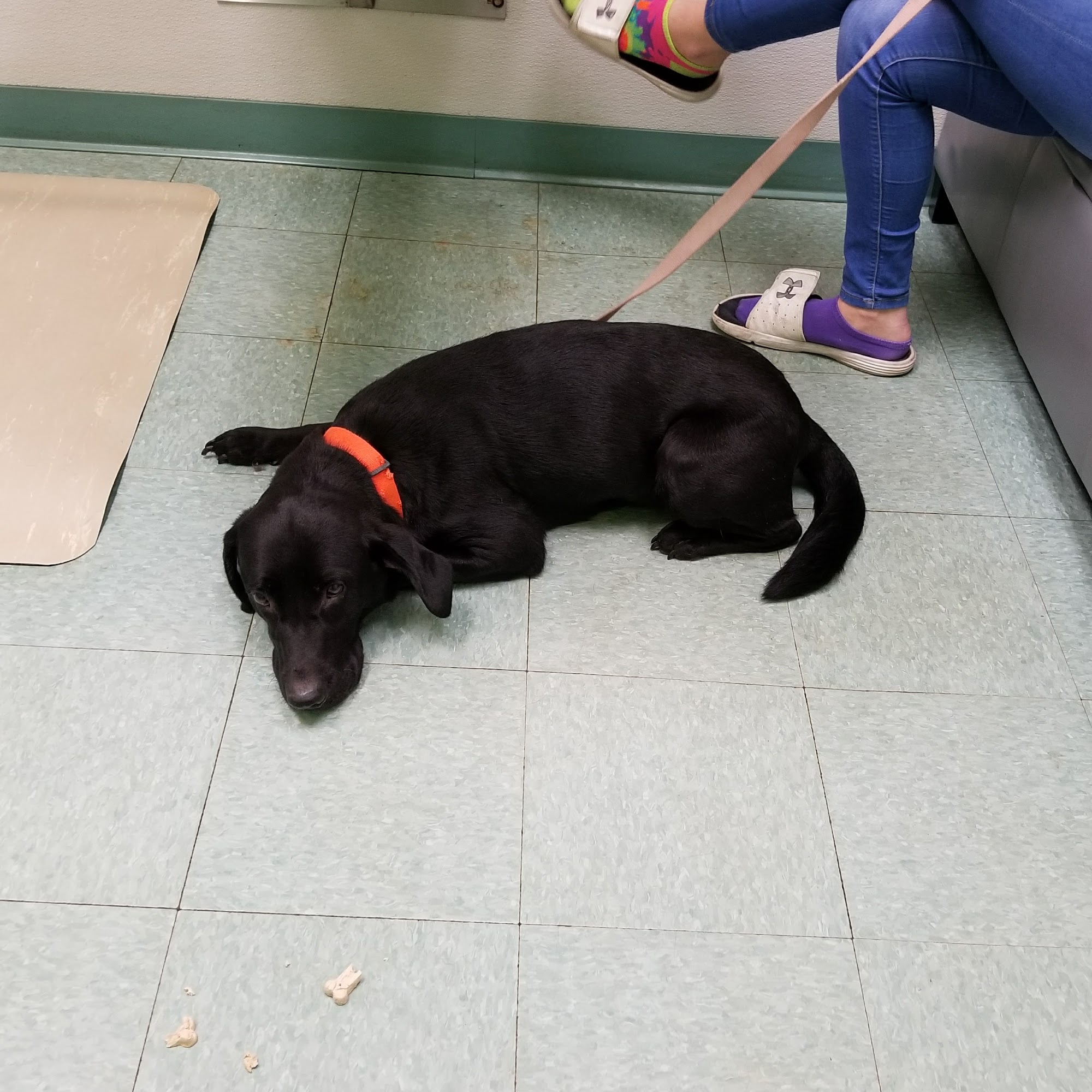 Lake Country Animal Hospital Roanoke Rapids