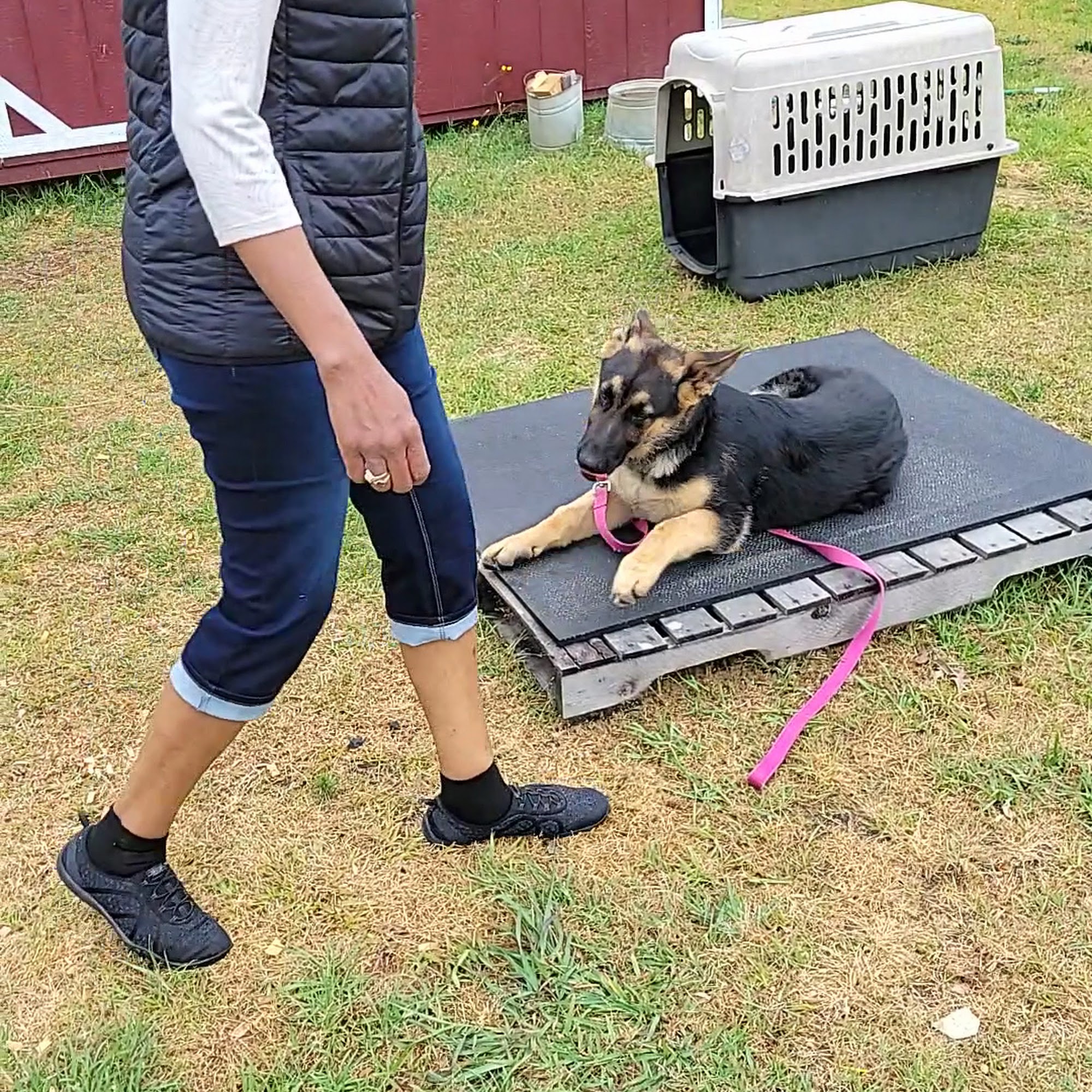 Stella's Puppies and Dogs Obedience School Roanoke Rapids