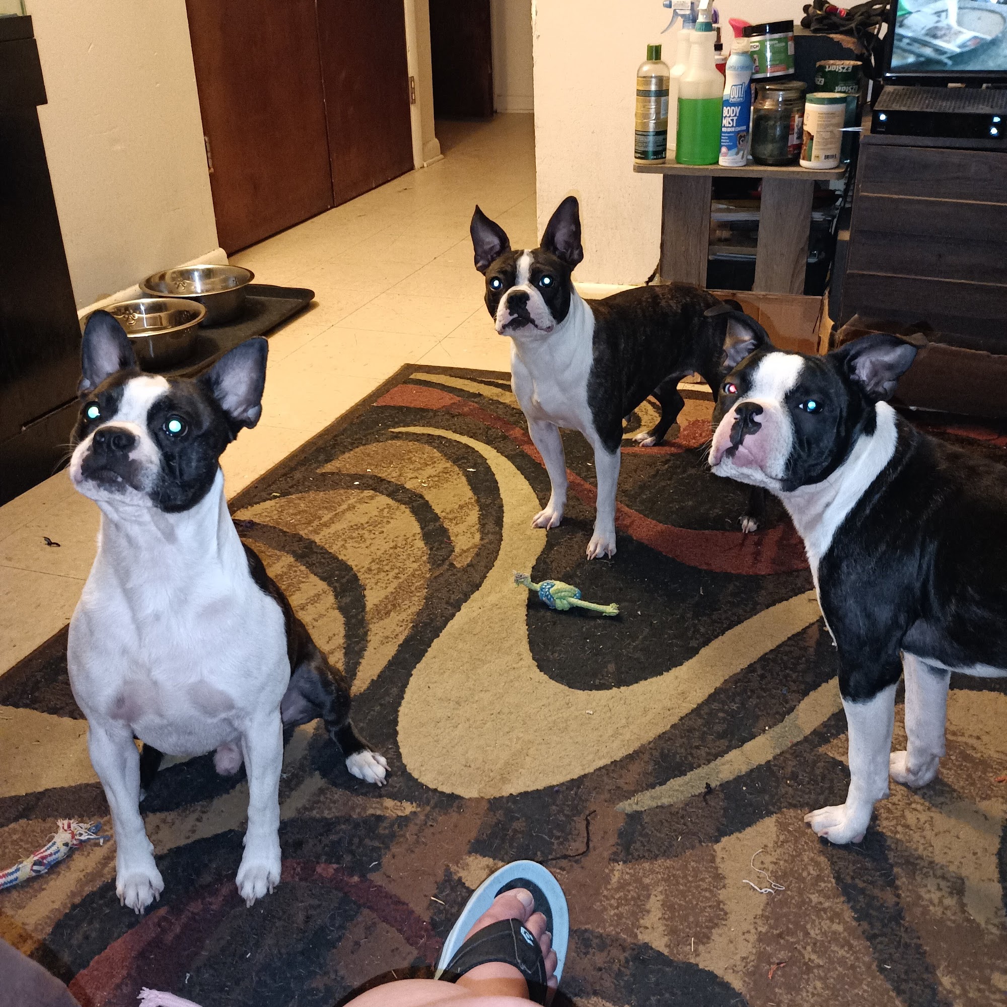 Gandy Animal Hospital Rockingham