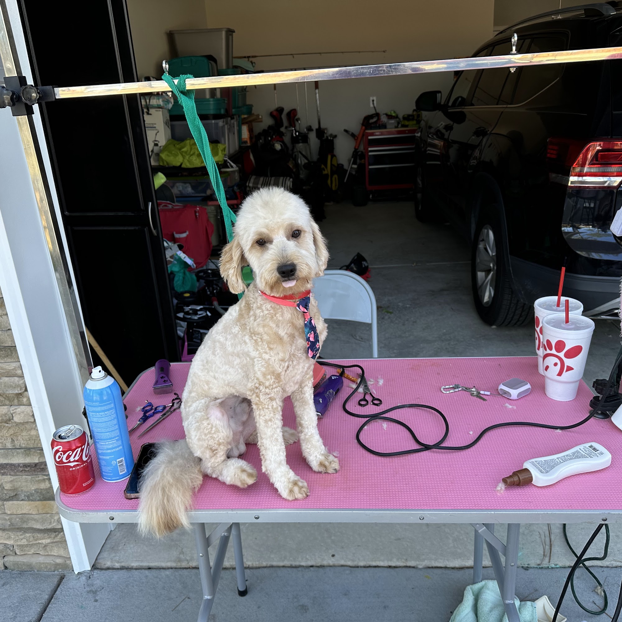 Oodles of Doodles Traveling Pet Grooming Rockingham