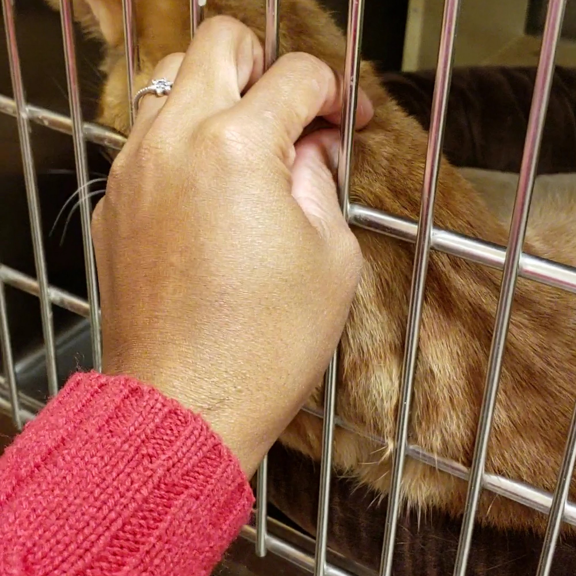 PetSmart Rocky Mount