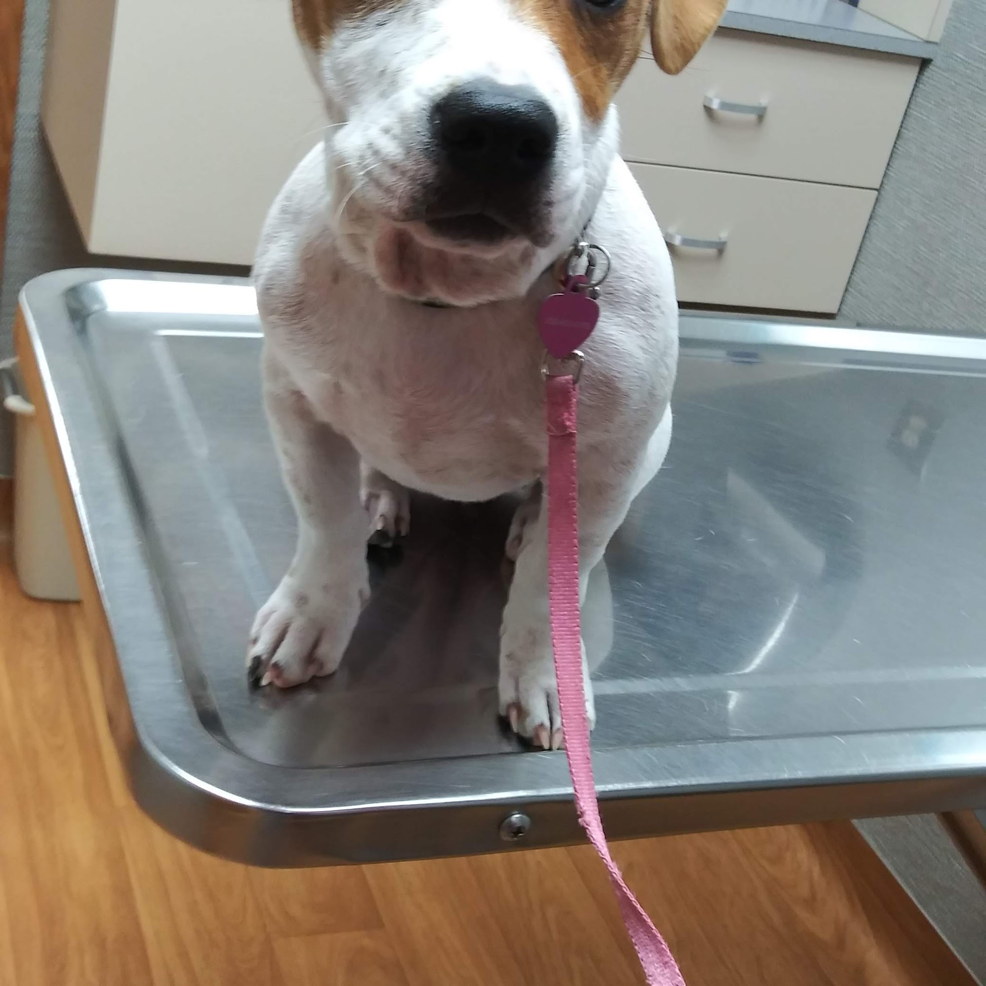 Hicks Animal Clinic Rocky Mount