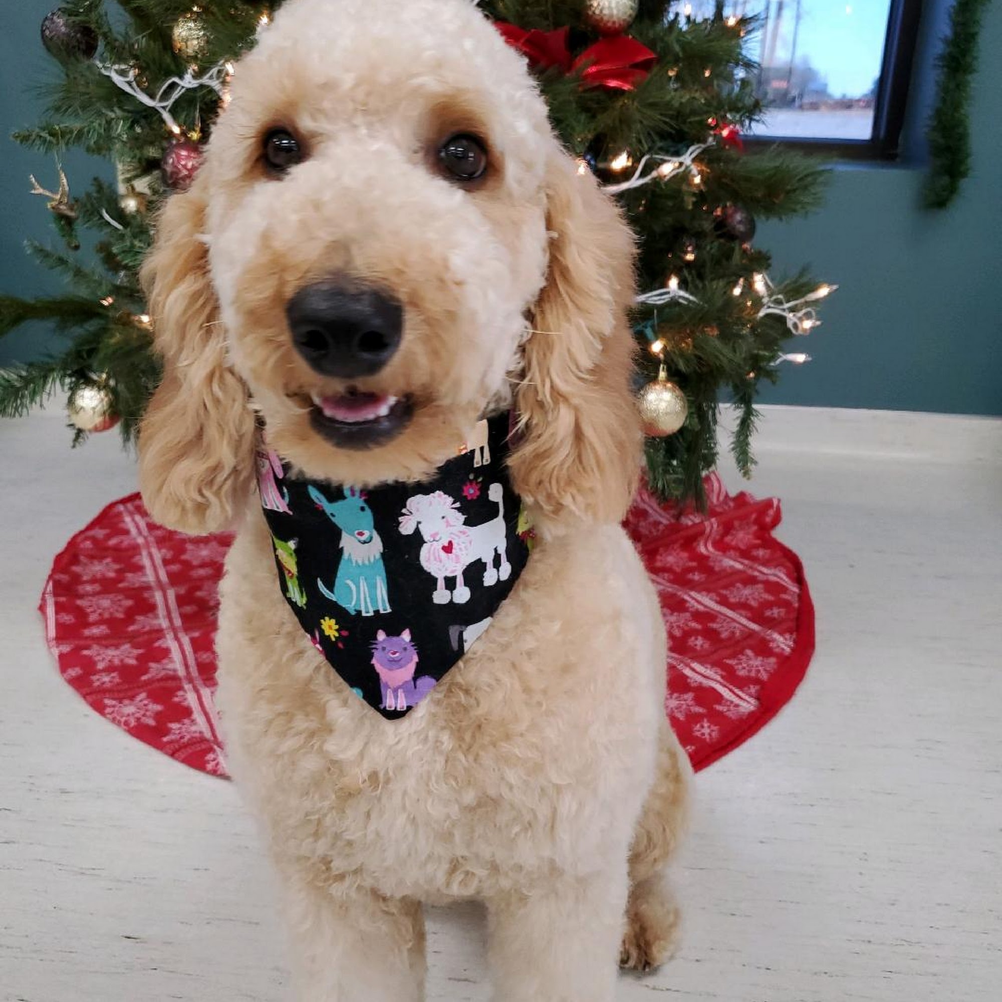 Coats Veterinary Hospital Rocky Mount