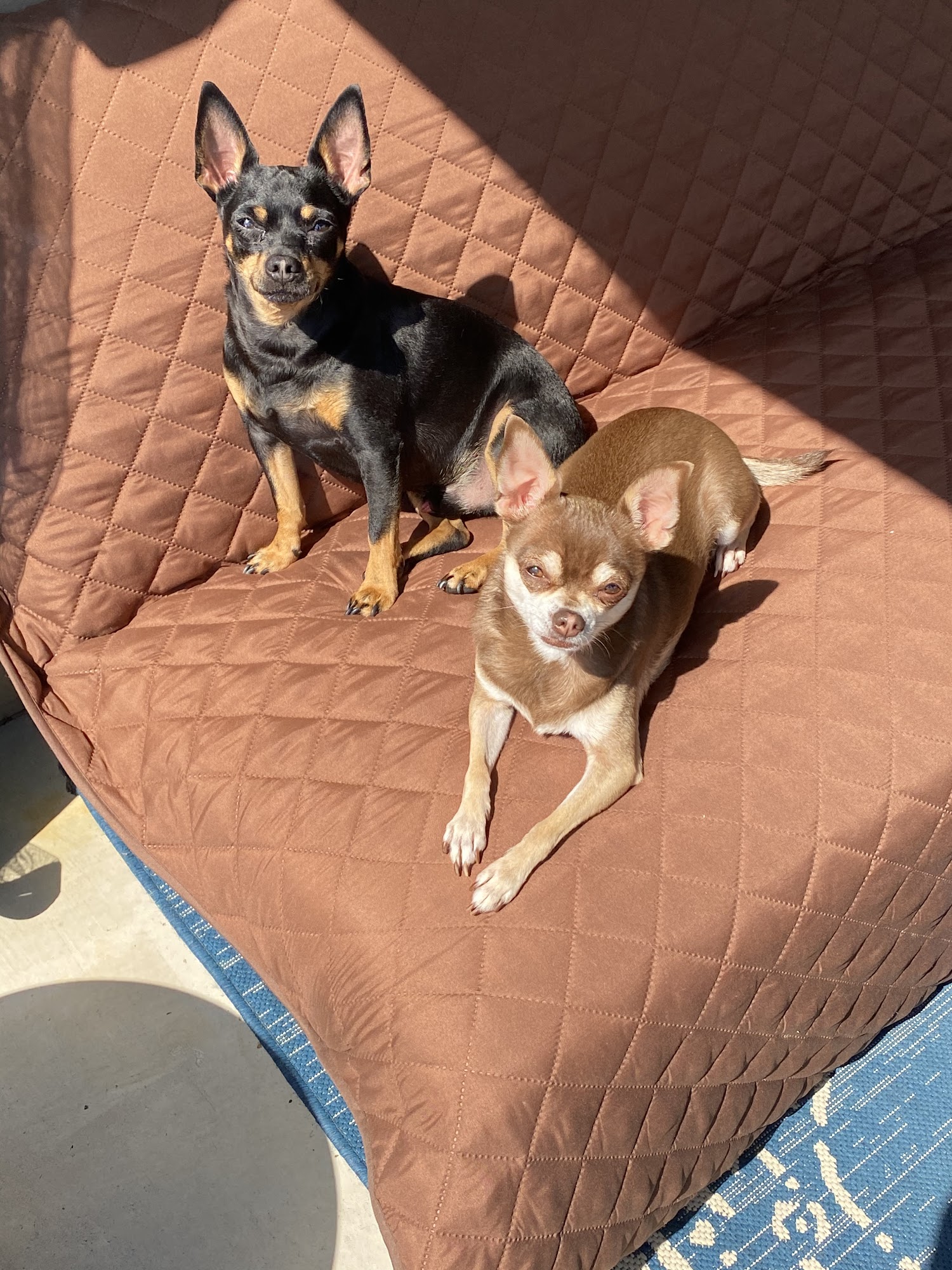 Coats Veterinary Hospital Rocky Mount