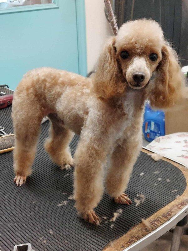 Dogs Only Grooming Service Rocky Mount