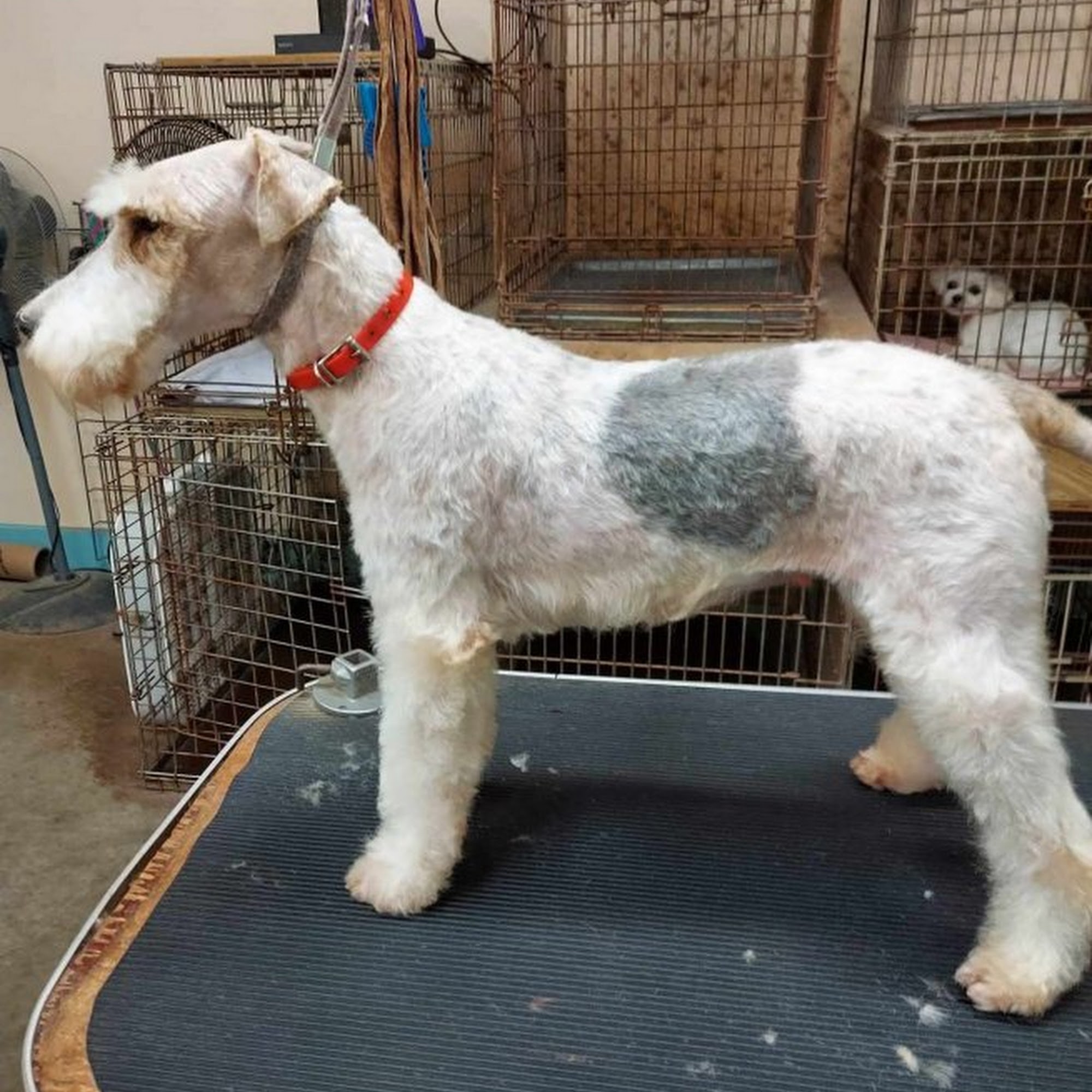 Dogs Only Grooming Service Rocky Mount