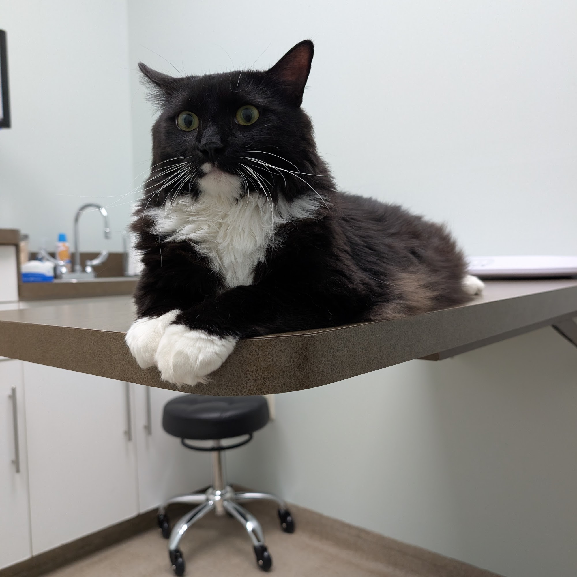 Rolesville Veterinary Hospital Rolesville