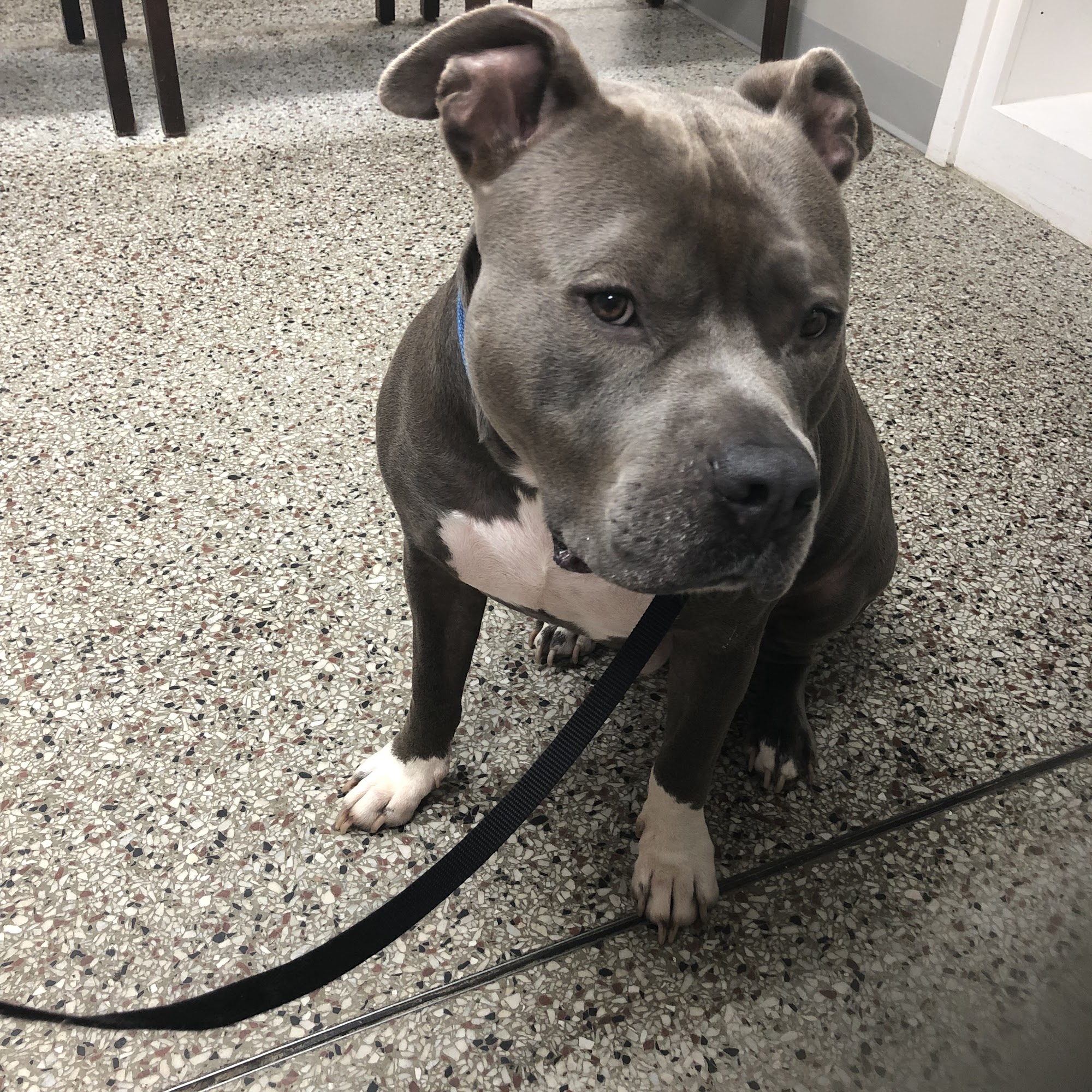 Woodsdale Animal Hospital Roxboro