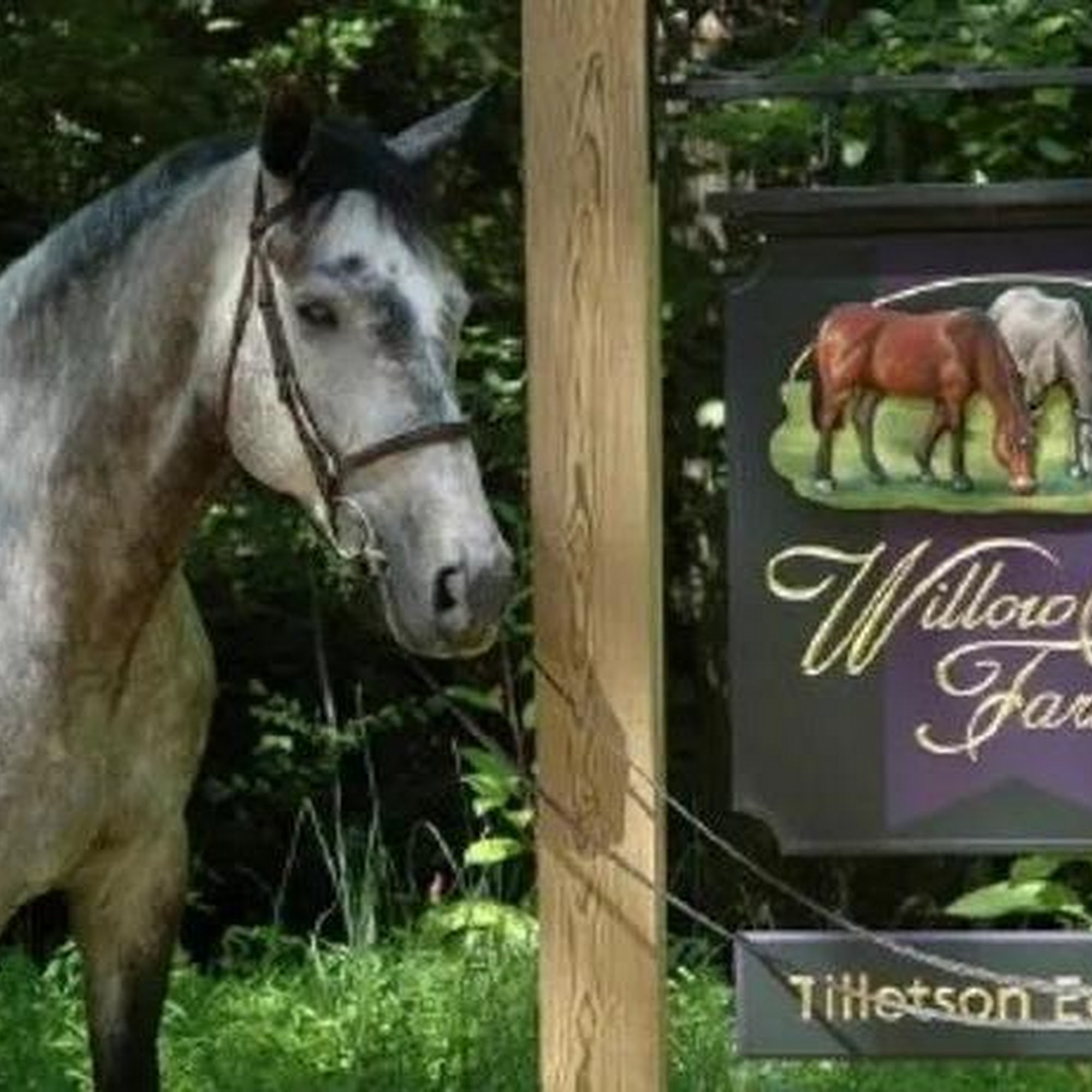 Tillotson Equine Internal Medicine Mobile Services Roxboro