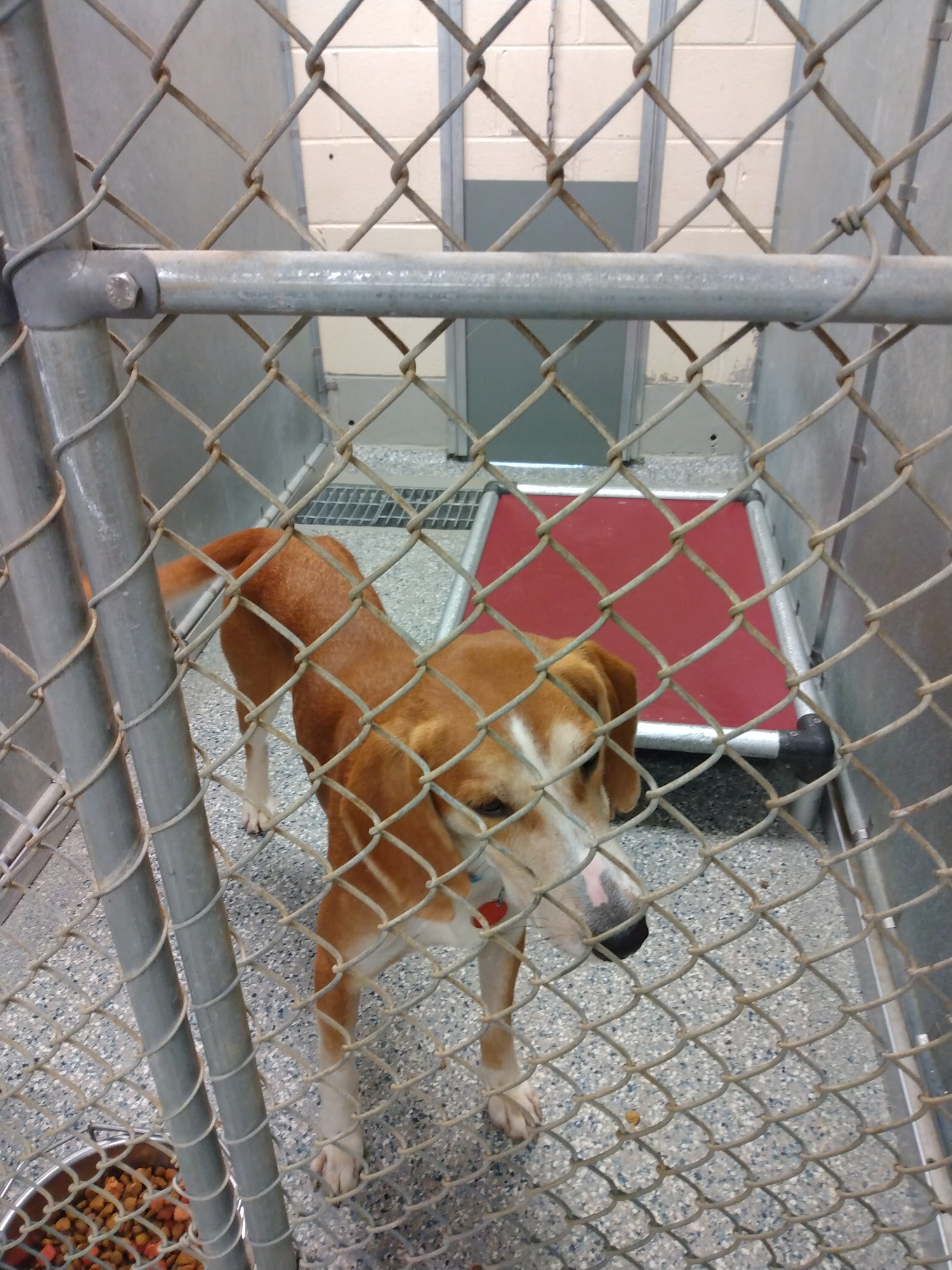 Person County Animal Services Roxboro