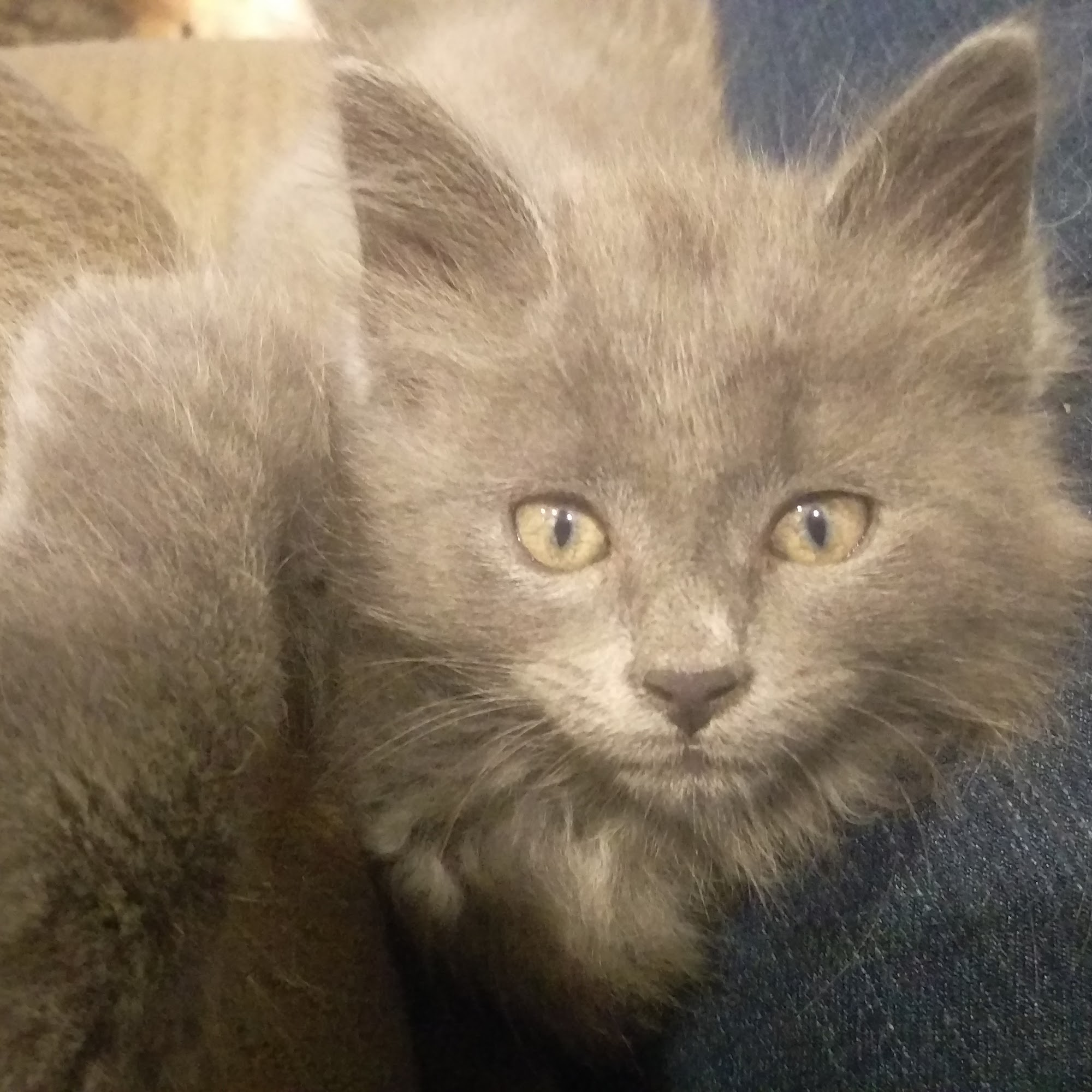 Rosey Lane Boarding & Grooming Kennel LLC. Rutherfordton