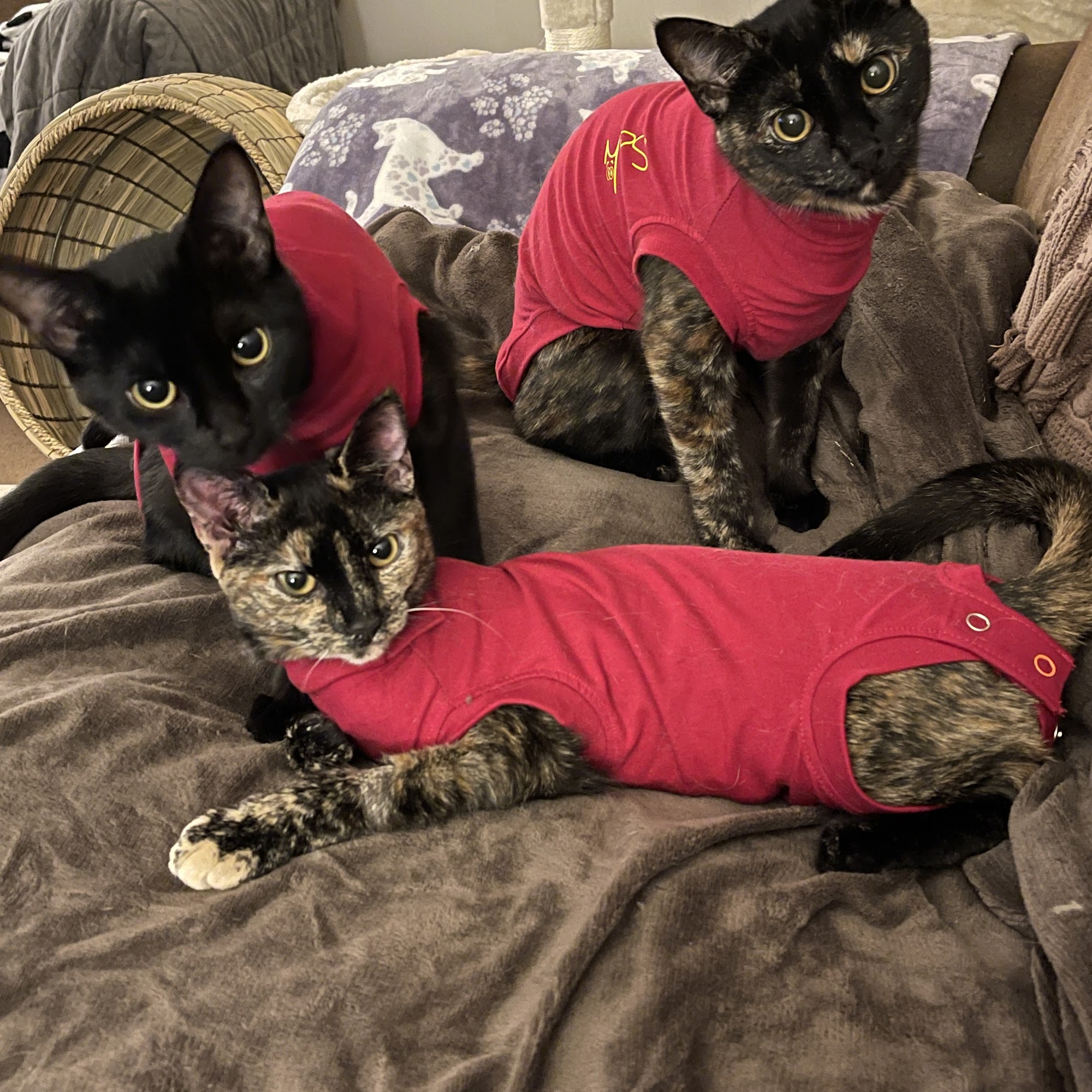 Lazy 5 Vets Salisbury