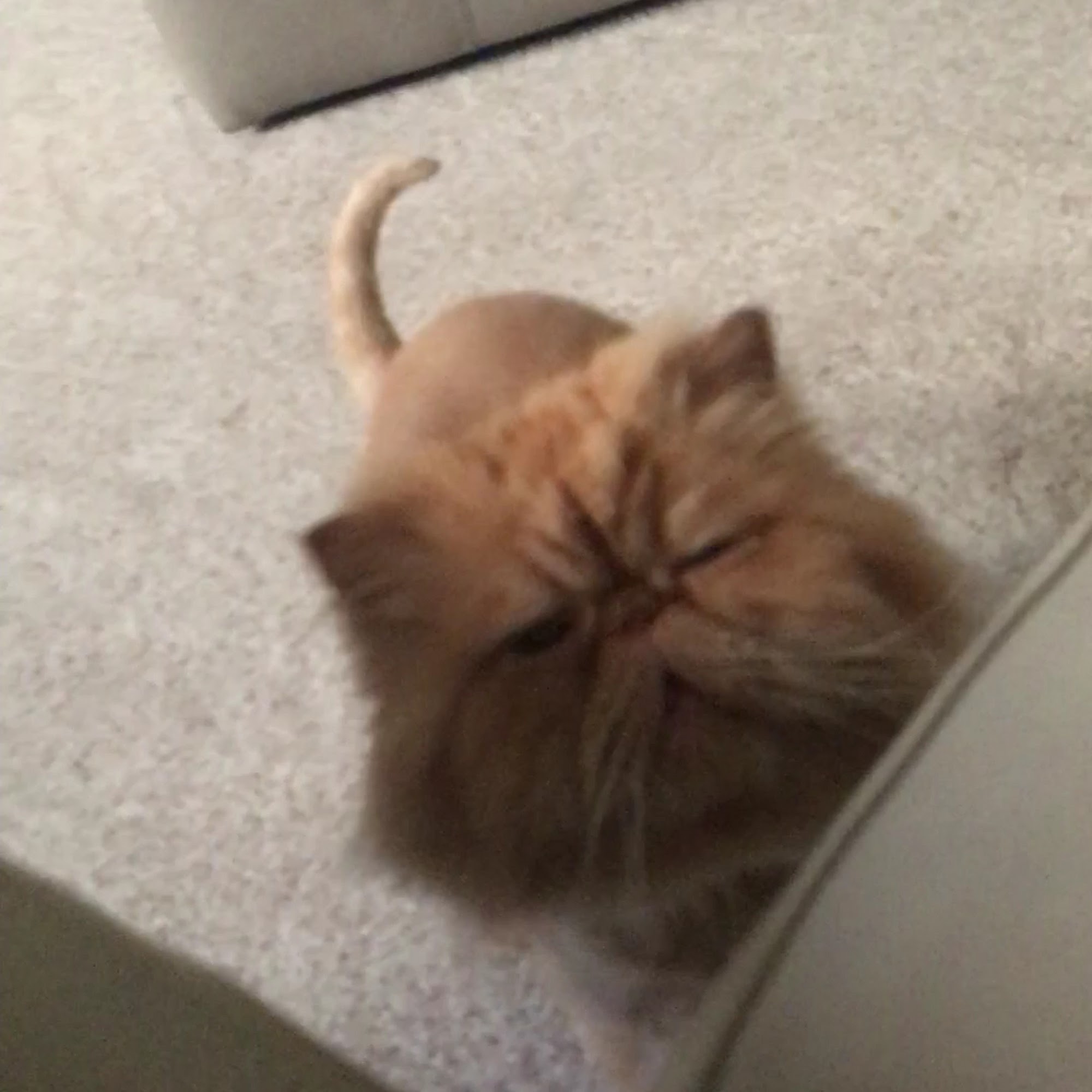 Animal Care Center of Salisbury: Dr. Tim Steinman Salisbury