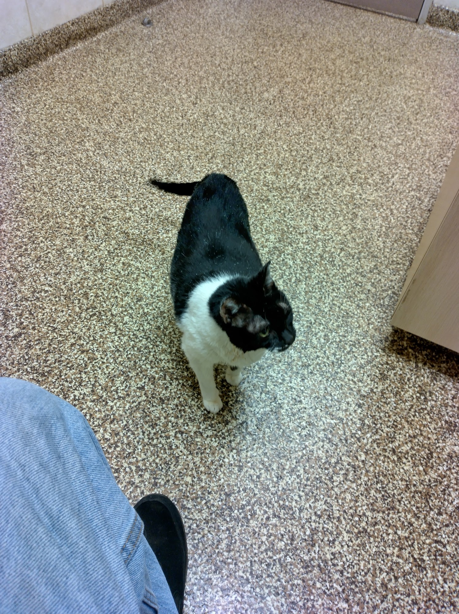 West Innes Animal Hospital Salisbury