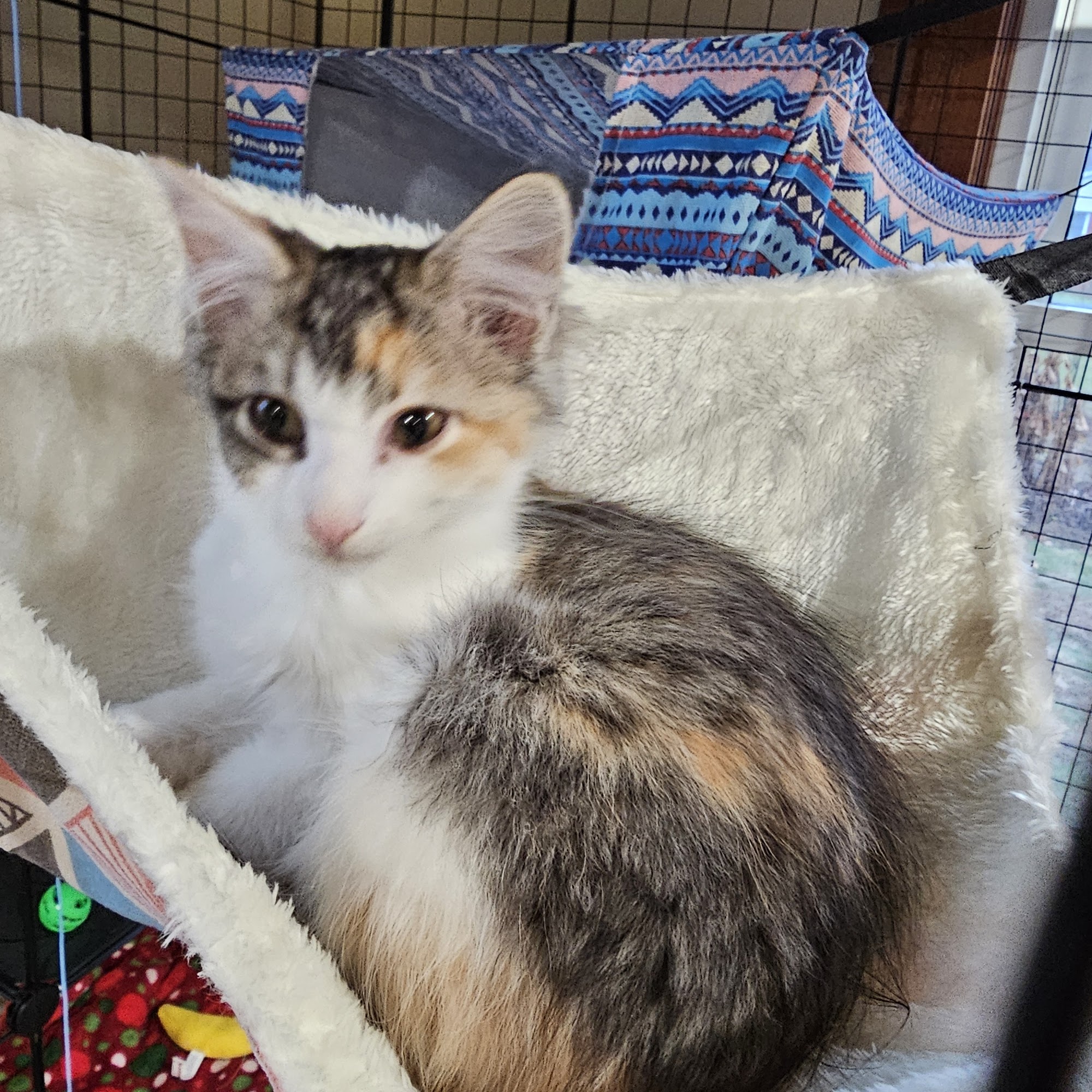 Salisbury Animal Hospital PA Salisbury