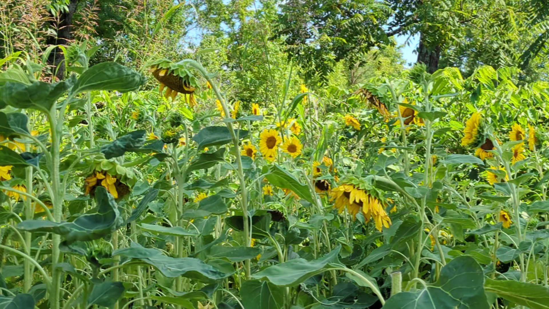 Oddie’s Sunflower Field Menu