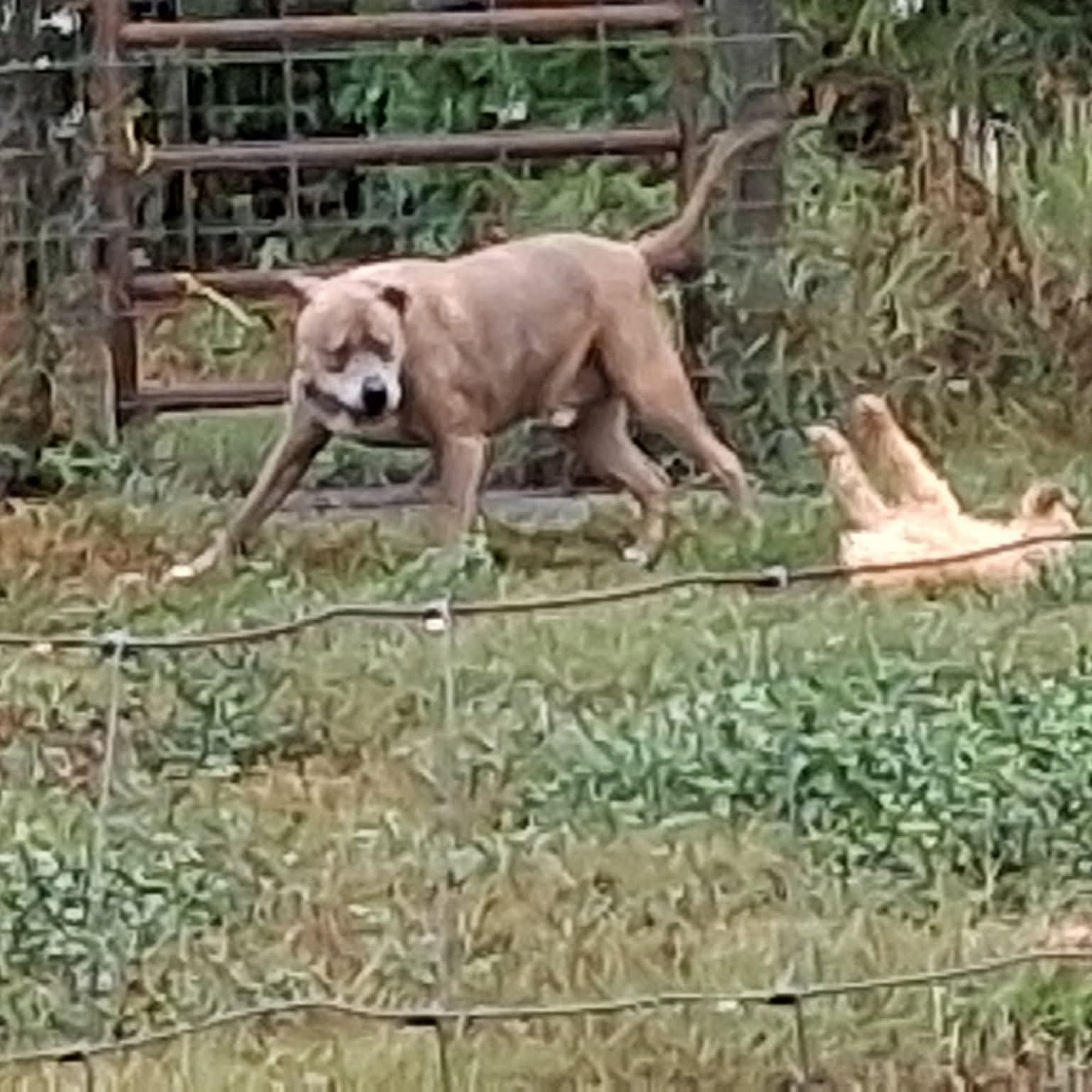 All Animals Veterinary Hospital Sanford