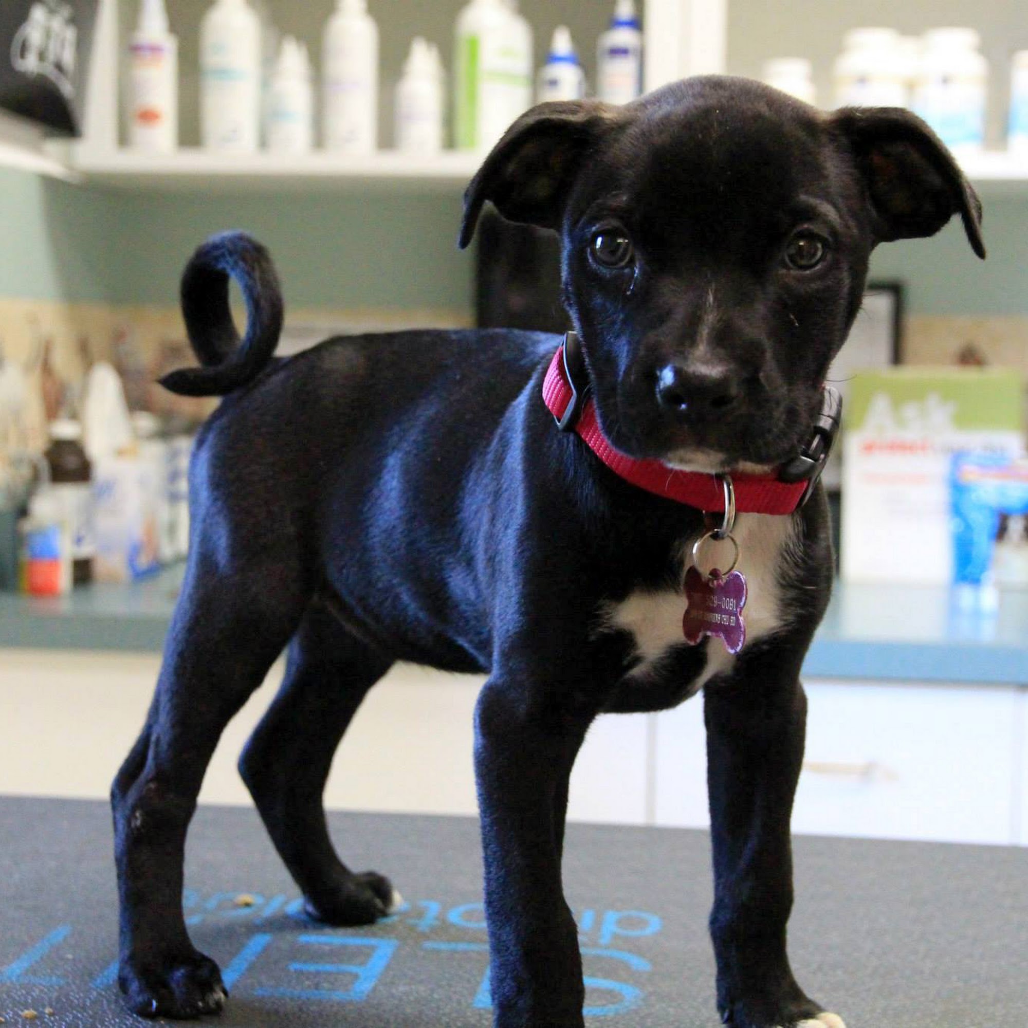 Sanford Animal Hospital Sanford