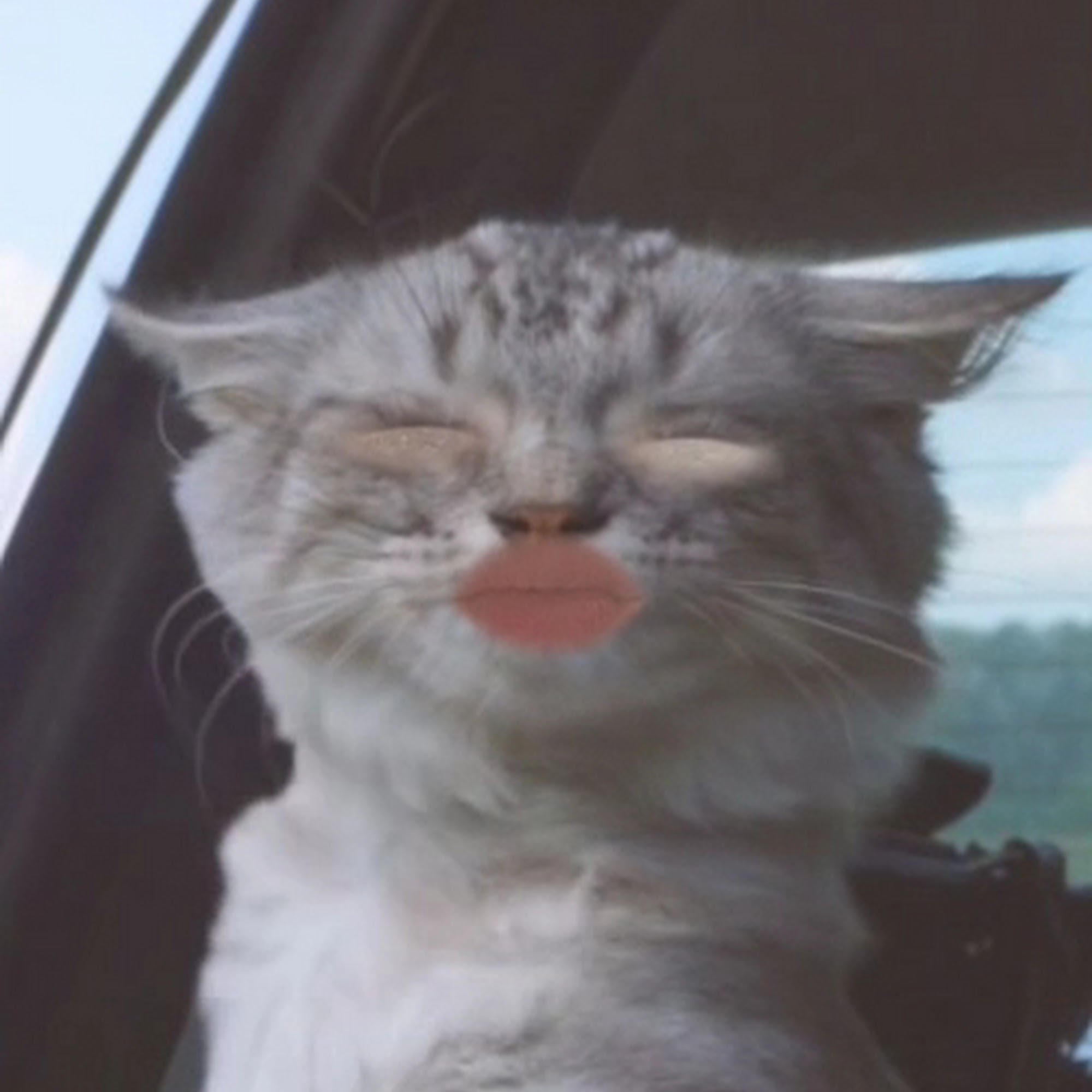 Carolina Animal Rescue & Adoption AKA CARA Sanford