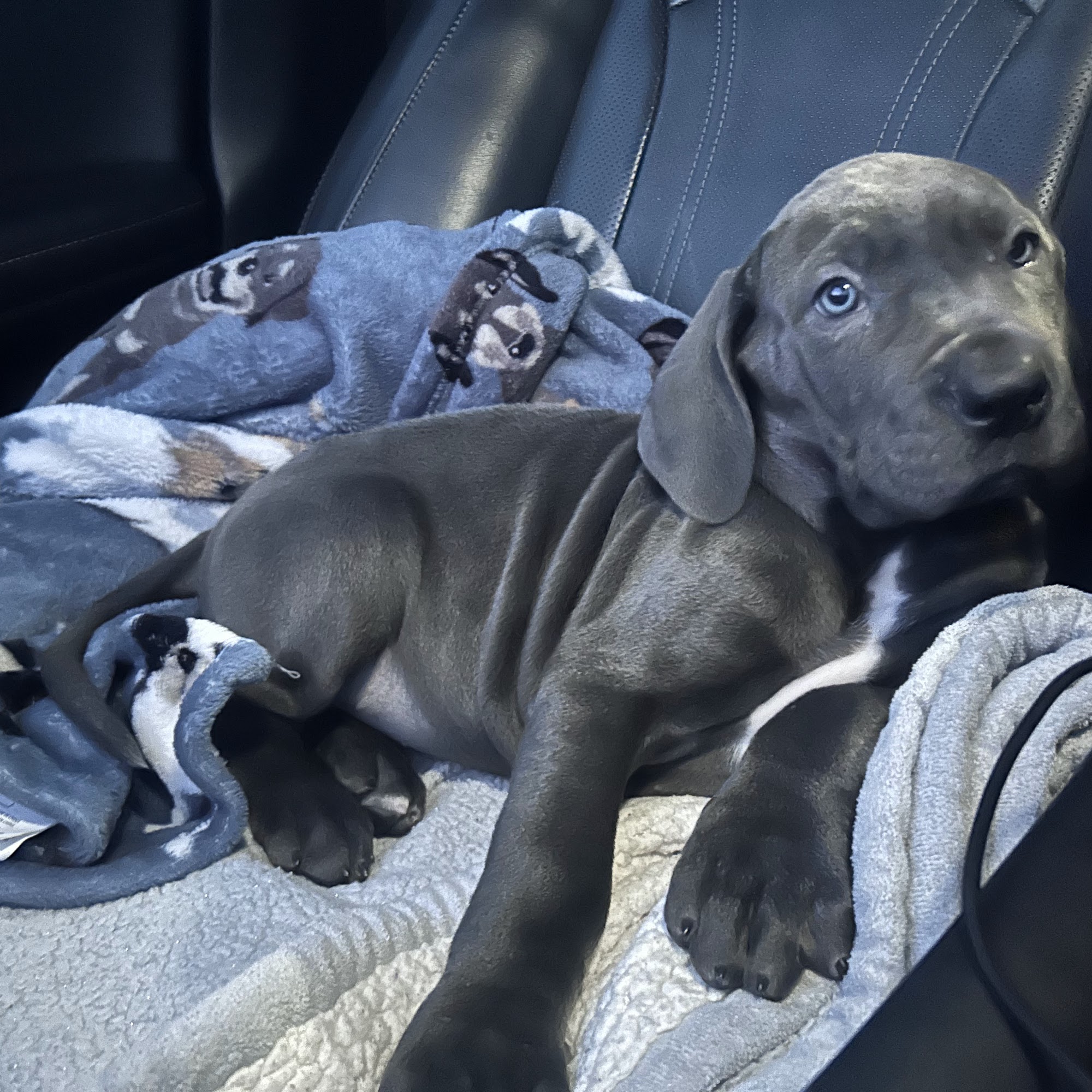 Garners Great Danes Sanford