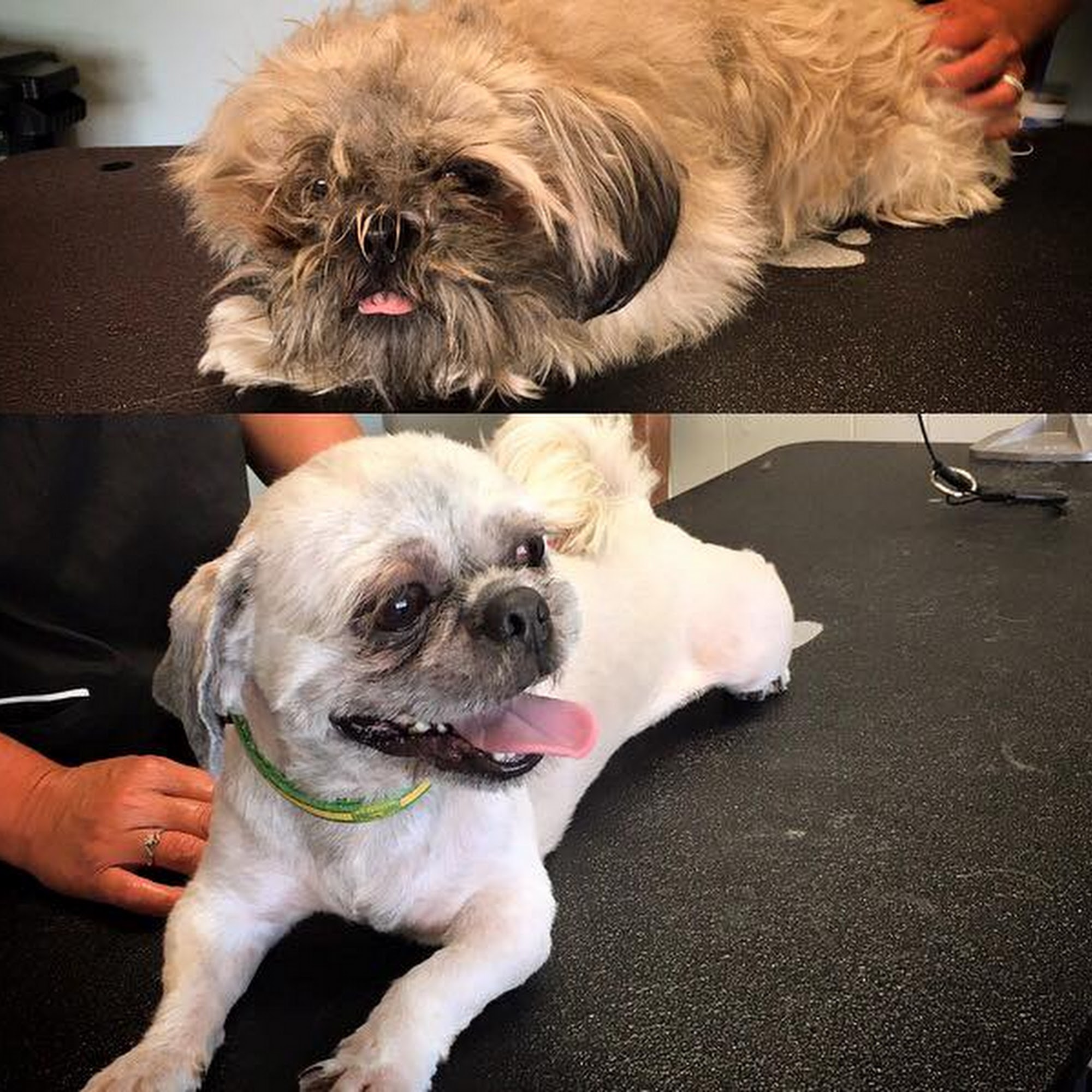Southern Tails Pet Grooming Sanford
