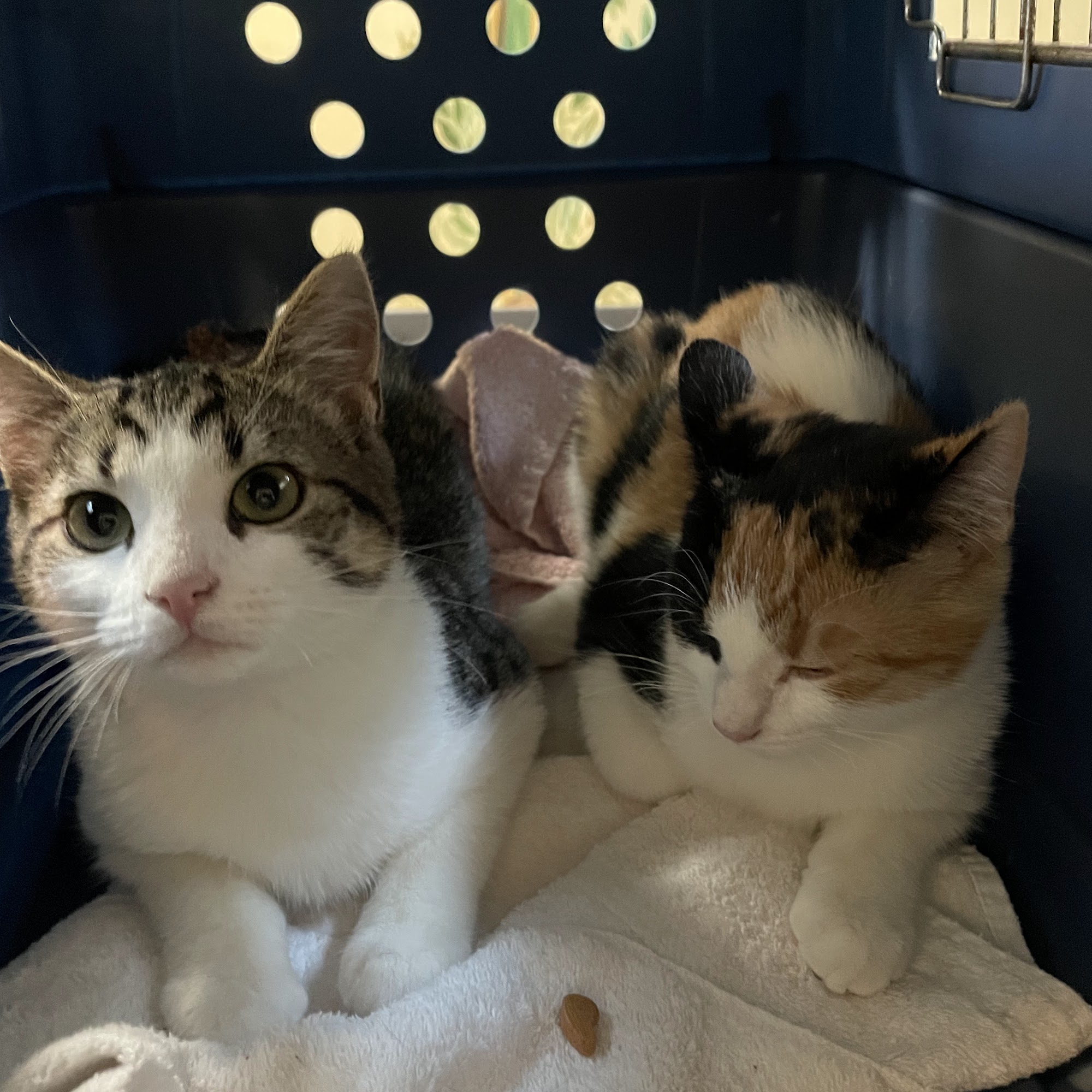 For Pets Sake Animal Hospital Selma