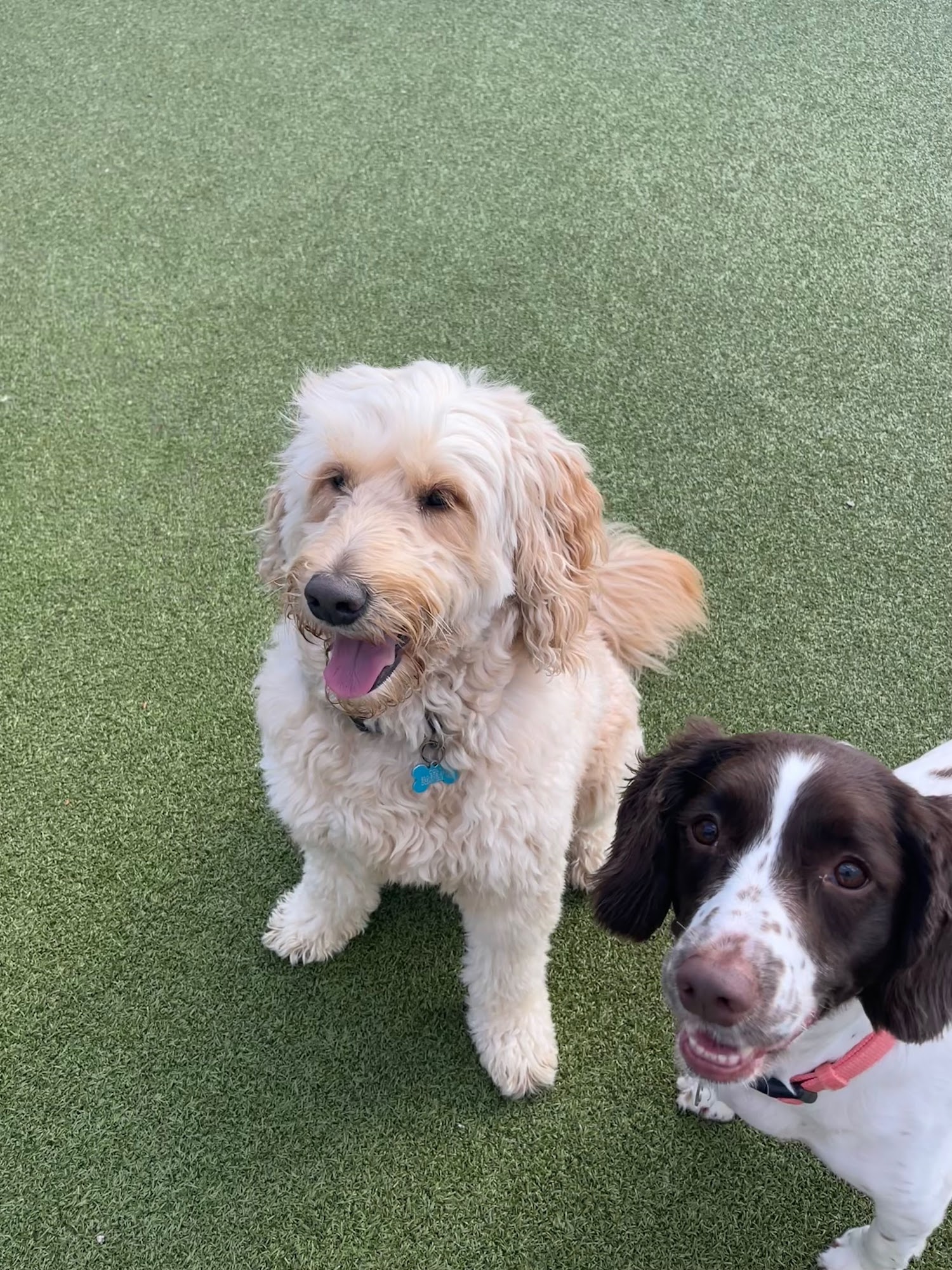 Tiki Paws Doggie Daycare & Boarding Shallotte