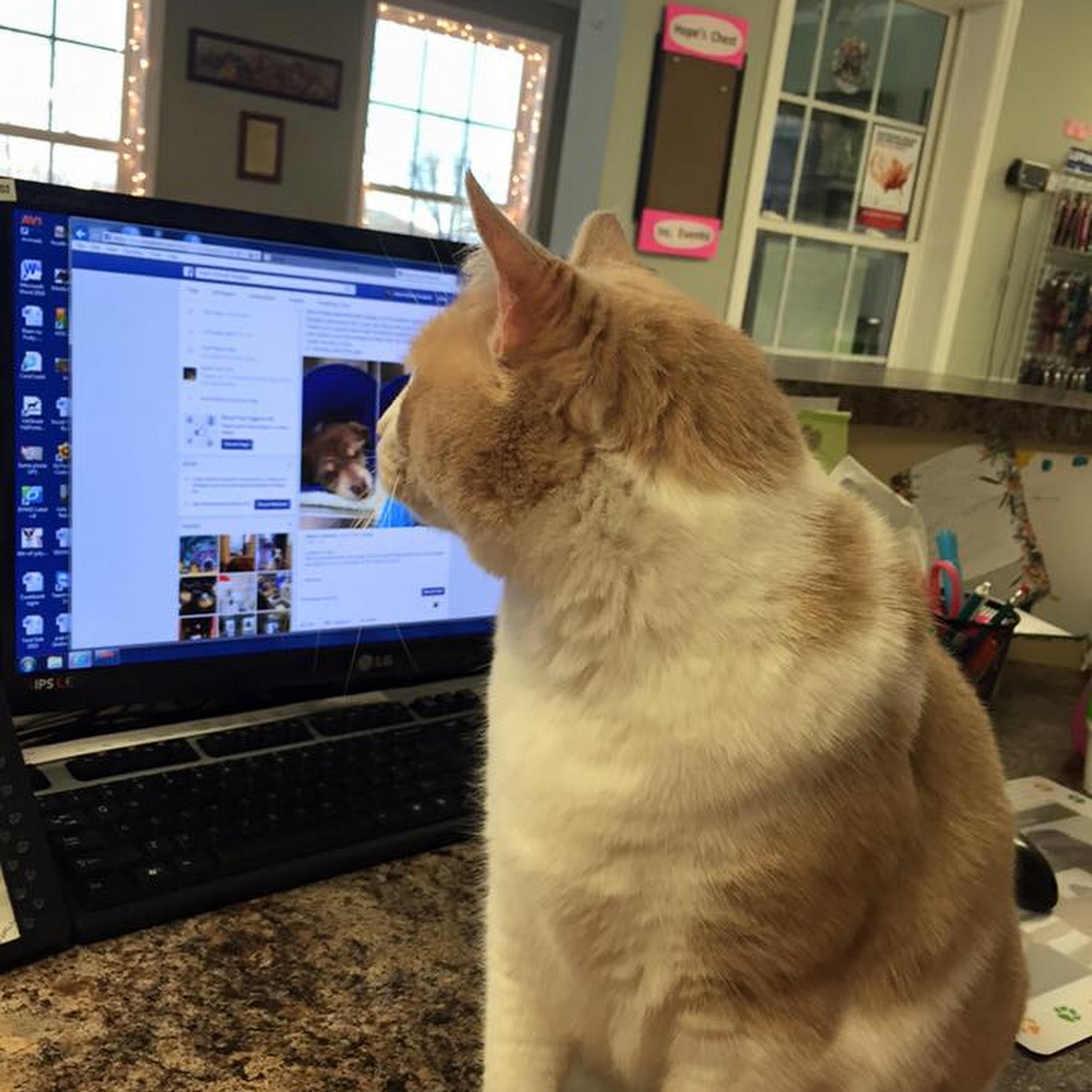 Hope Animal Hospital Shelby