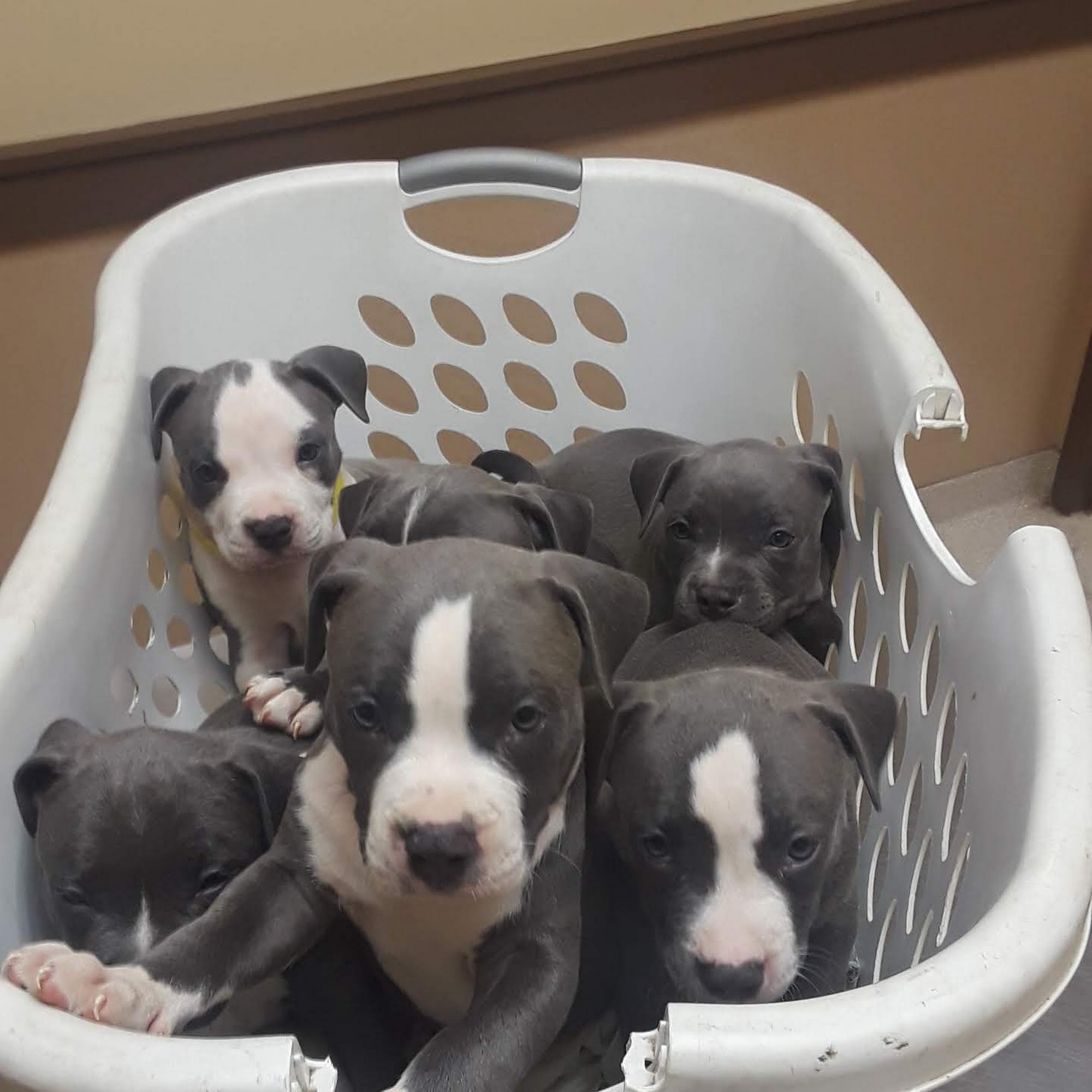 Boulevard Animal Hospital Shelby