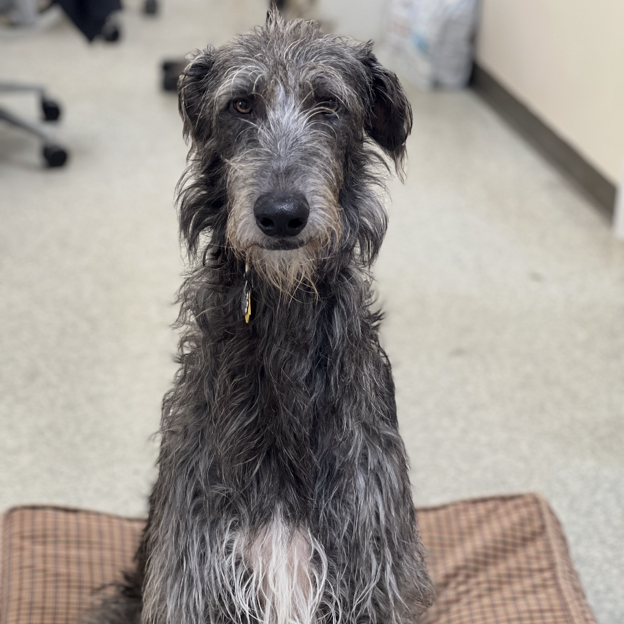 Cottonwood Veterinary Hospital Shelby