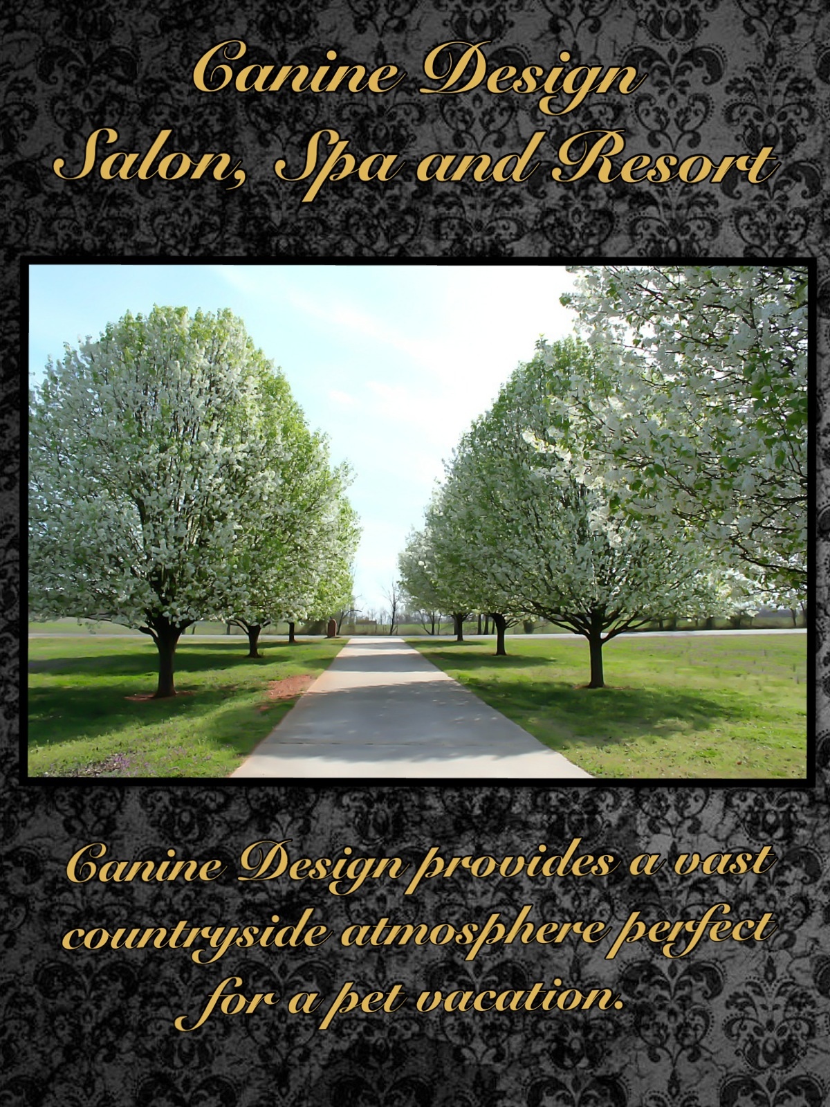 Canine Design Salon, Spa and Resort Shelby