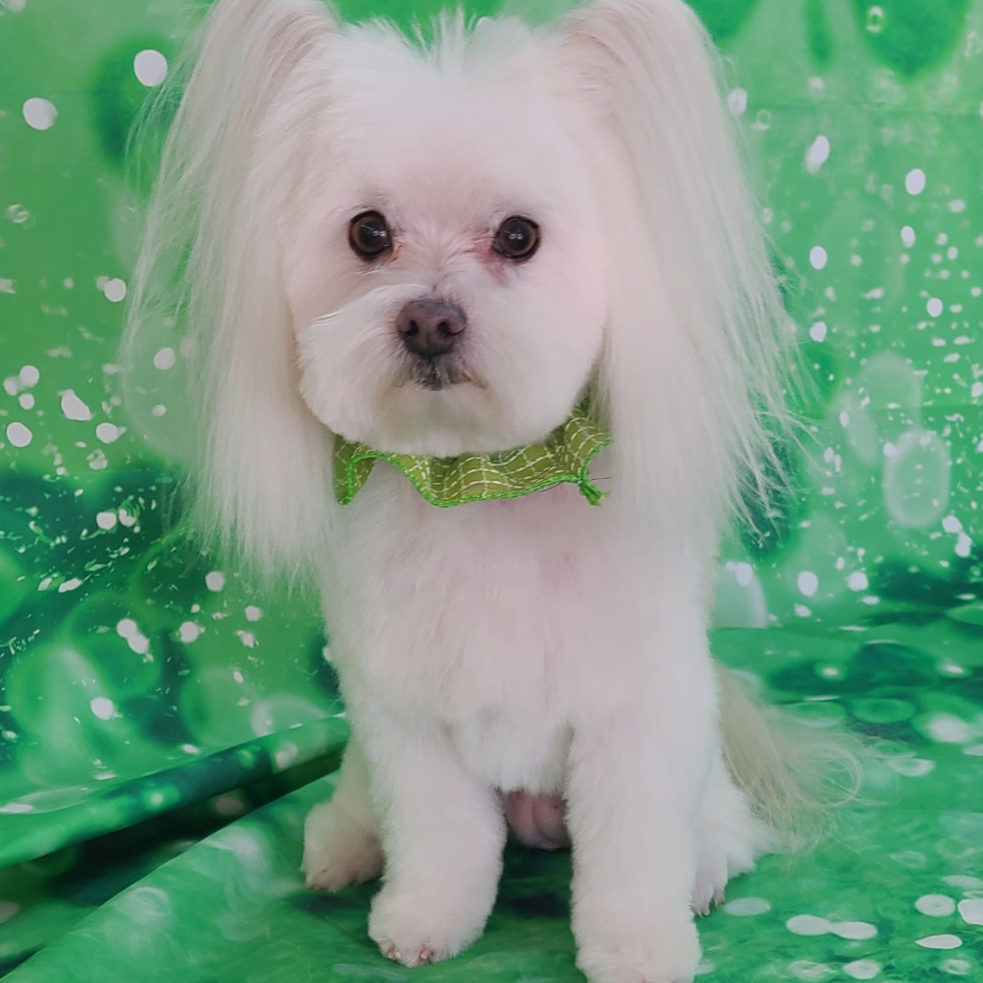 Pit Stop Dog Spaw Shelby